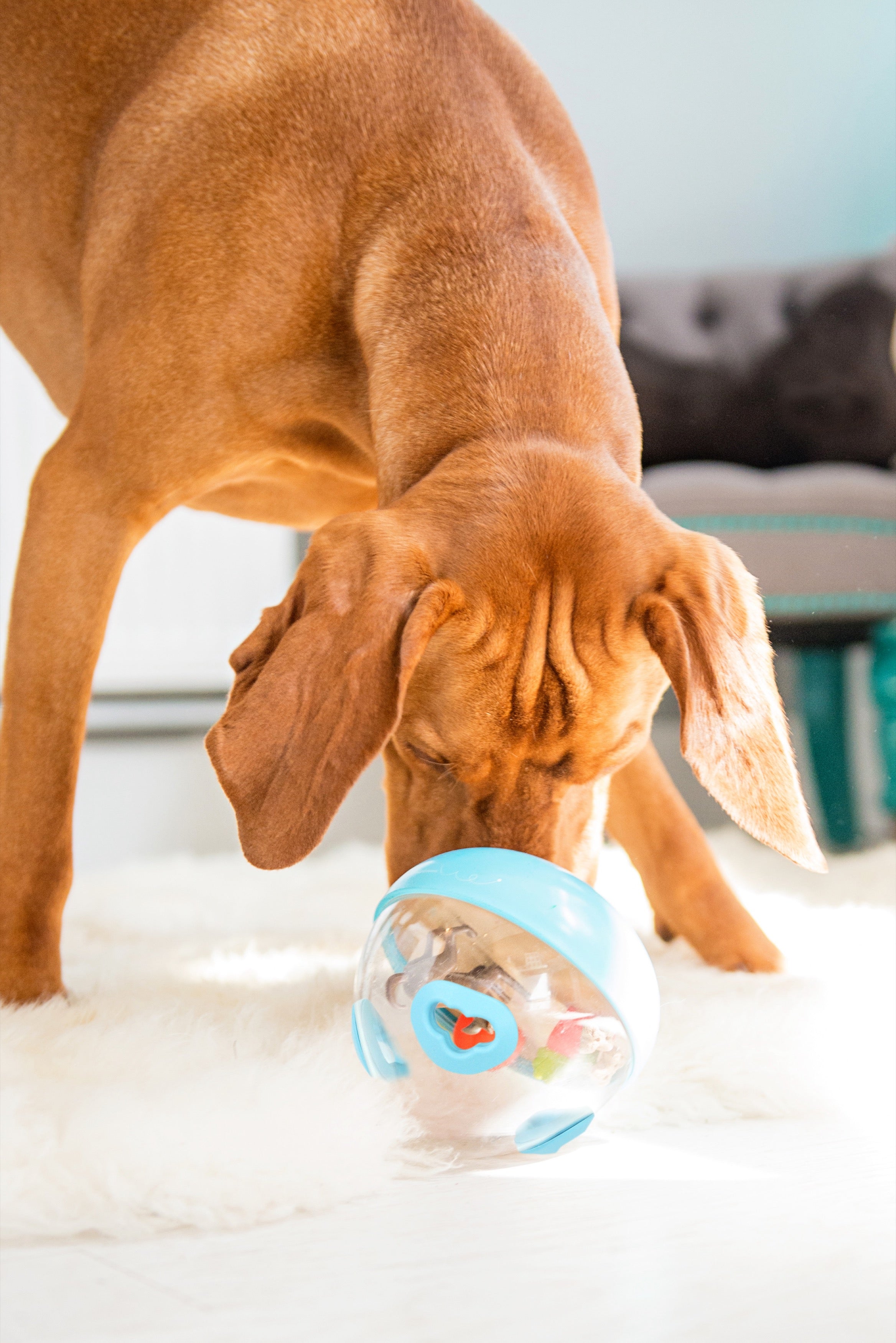 Wobble Ball Interactive Dog Treat Dispenser Toy - Blue | Pet P.L.A.Y. - Fun Puzzle Feeder for Small & Medium Dogs, Perfect for Mealtime Enrichment & Mental Stimulation