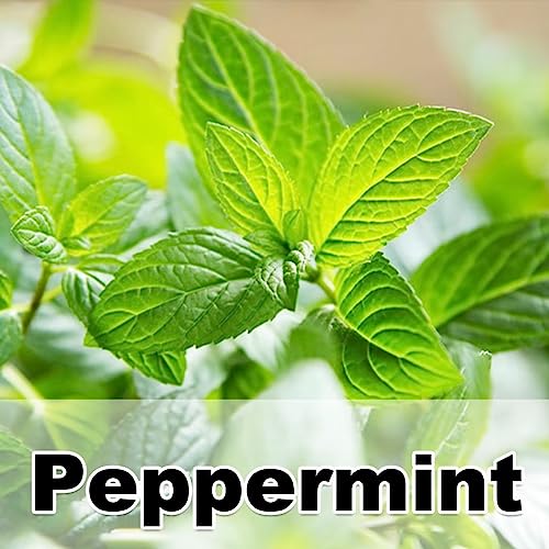 Peppermint