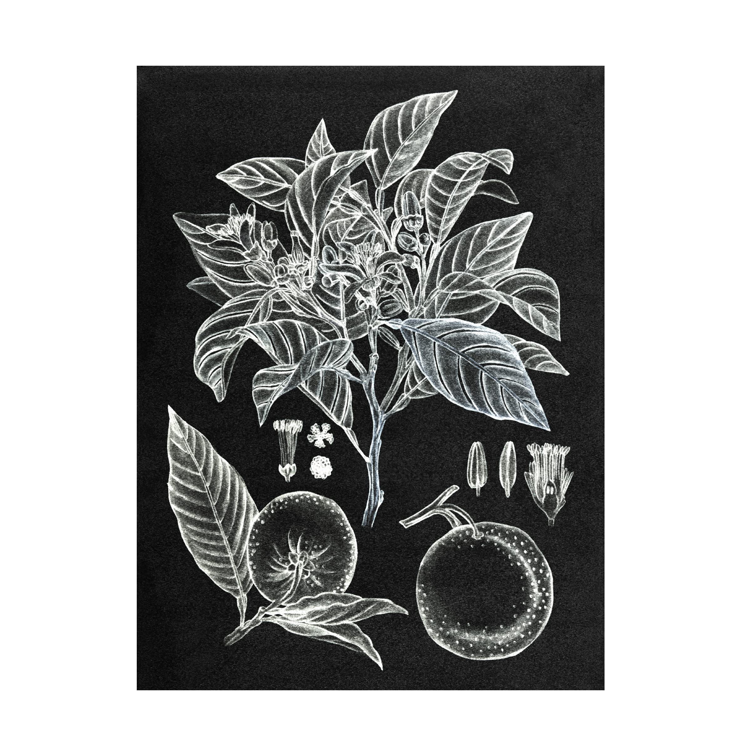 Trademark Fine Art 'Citrus Botanical Study II' Canvas Wall Art Print by Melissa Wang - Vibrant Kitchen Decor & Dining Room Wall Decor