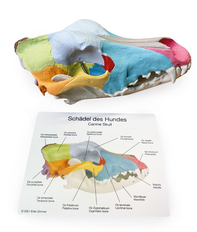 Authentic Replica Dog Skull with Detailed Didactic Painting - Perfect for Veterinary Education, Halloween Decor, and Gothic Home Décor