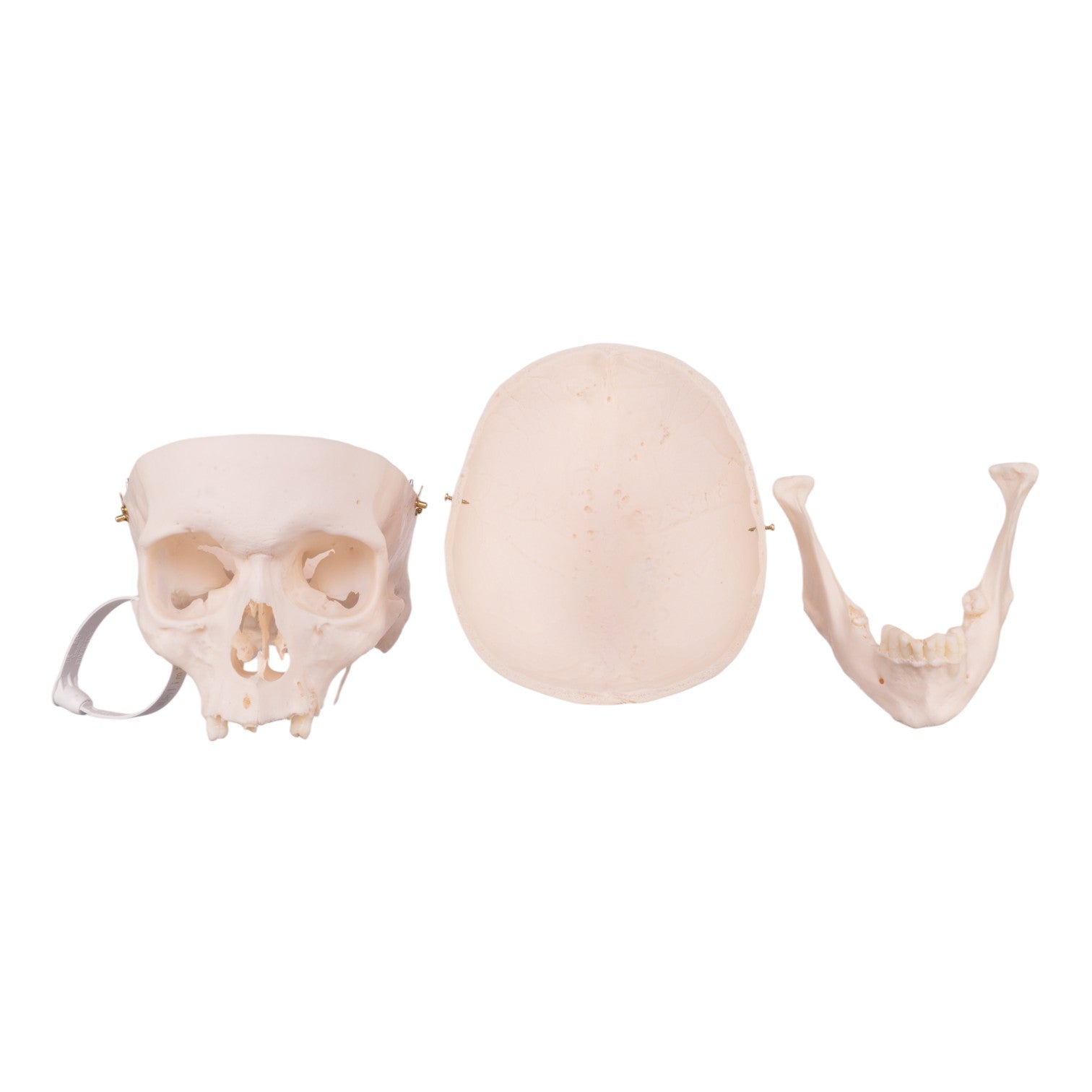 Premium Anatomical Human Skull Model - Accurate Medical & Educational Tool for Students, Doctors & Researchers | Perfect for Classrooms, Labs & Halloween Decor