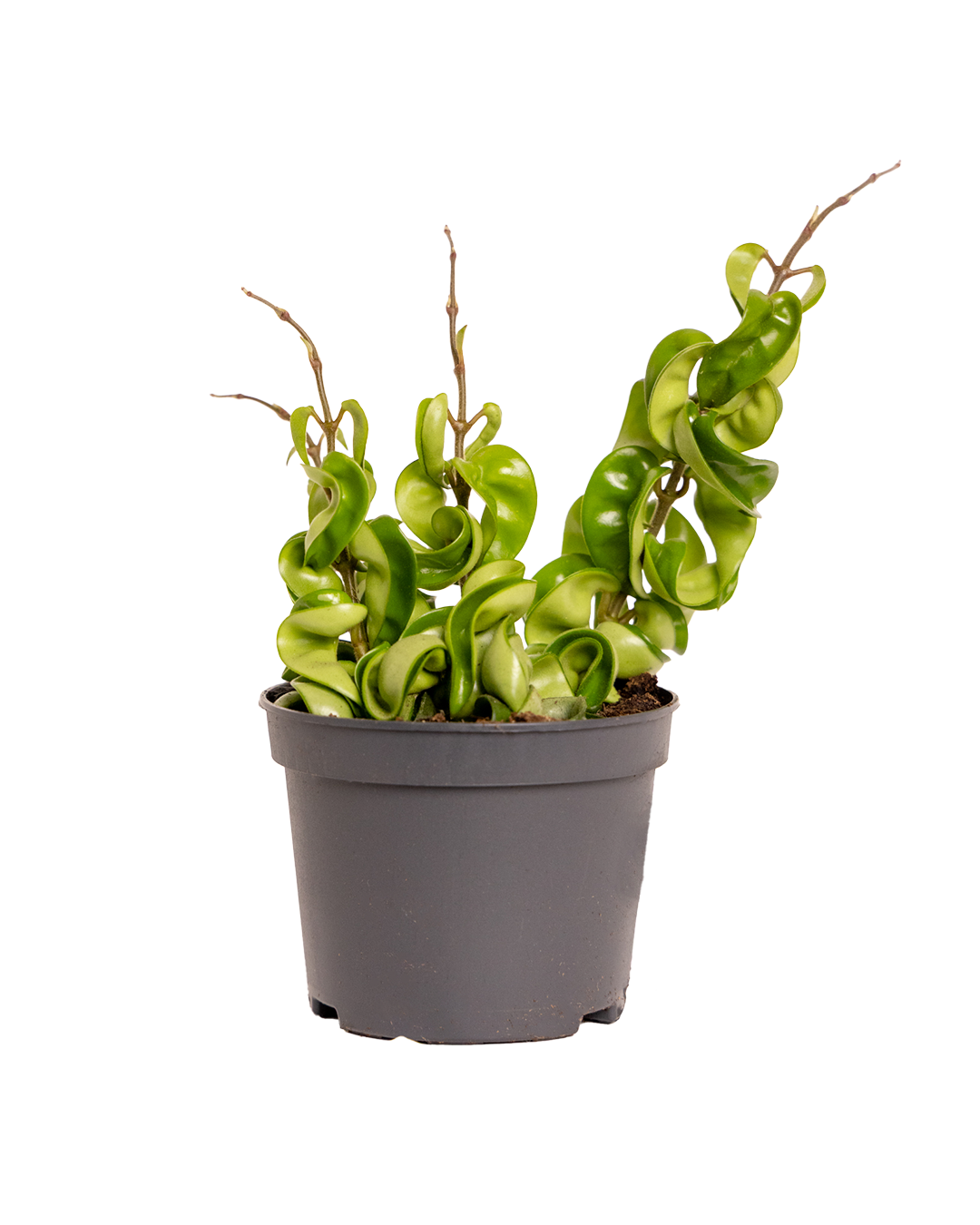 Hoya Hindu Rope Plant - 5 Inch Potted Indoor Hanging Vine - Perfect for Home Decor, Office Plants & Gift Giving
