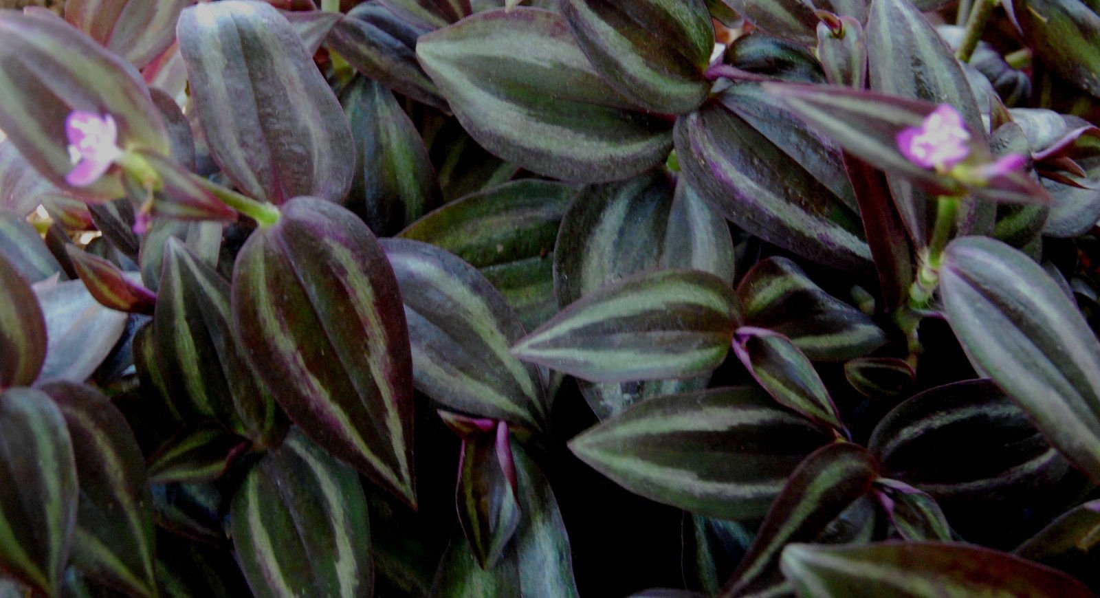 Burgundy 'Dark Desire' Wandering Jew Plant - Tradescantia Zebrina - Unique Purple Houseplant for Home Decor, Office & Indoor Gardening