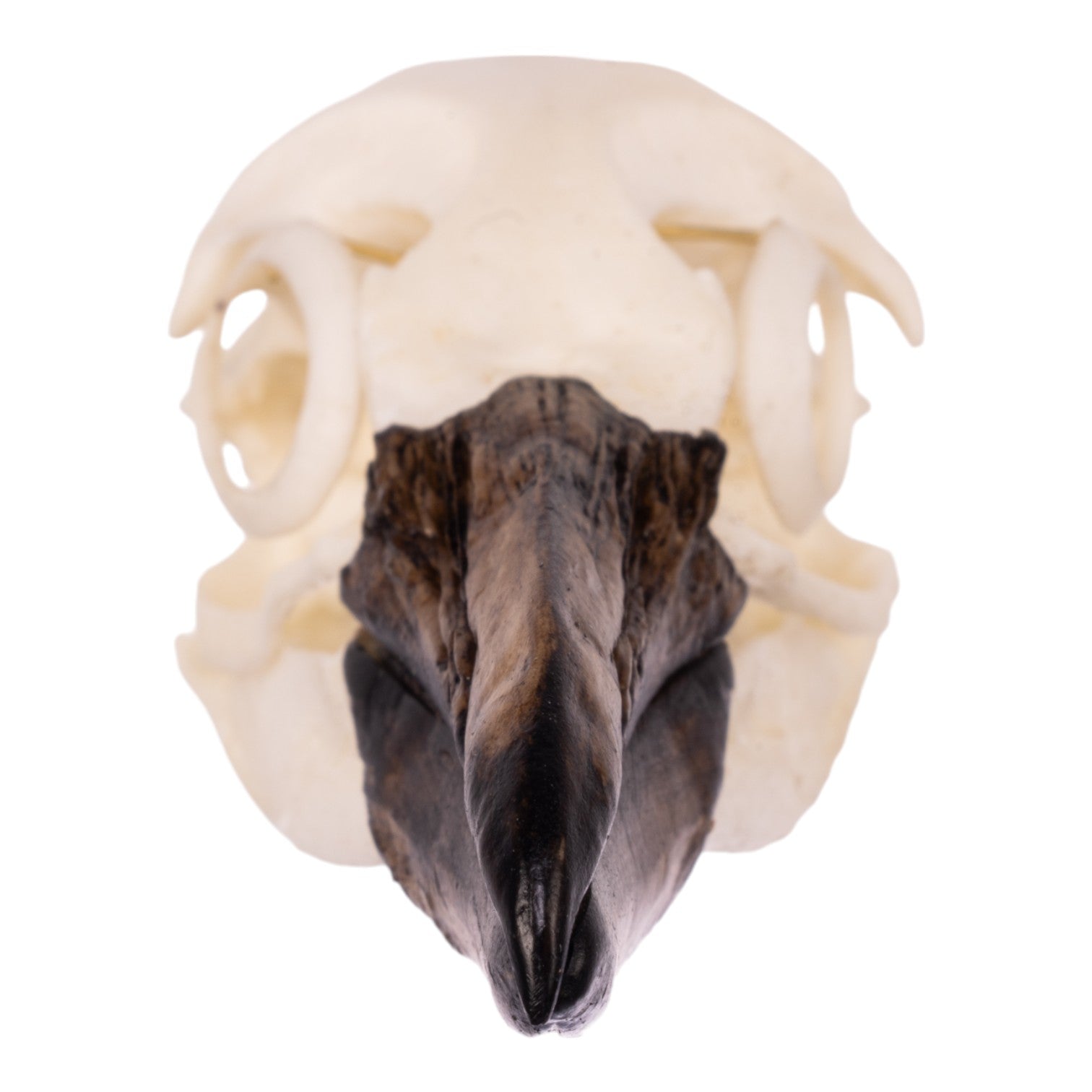 Replica Magellanic Penguin Skull - Lifelike Educational Model for Science Classrooms, Museums & Home Decor | Perfect for Biology Study, Animal Lovers & Unique Gifts