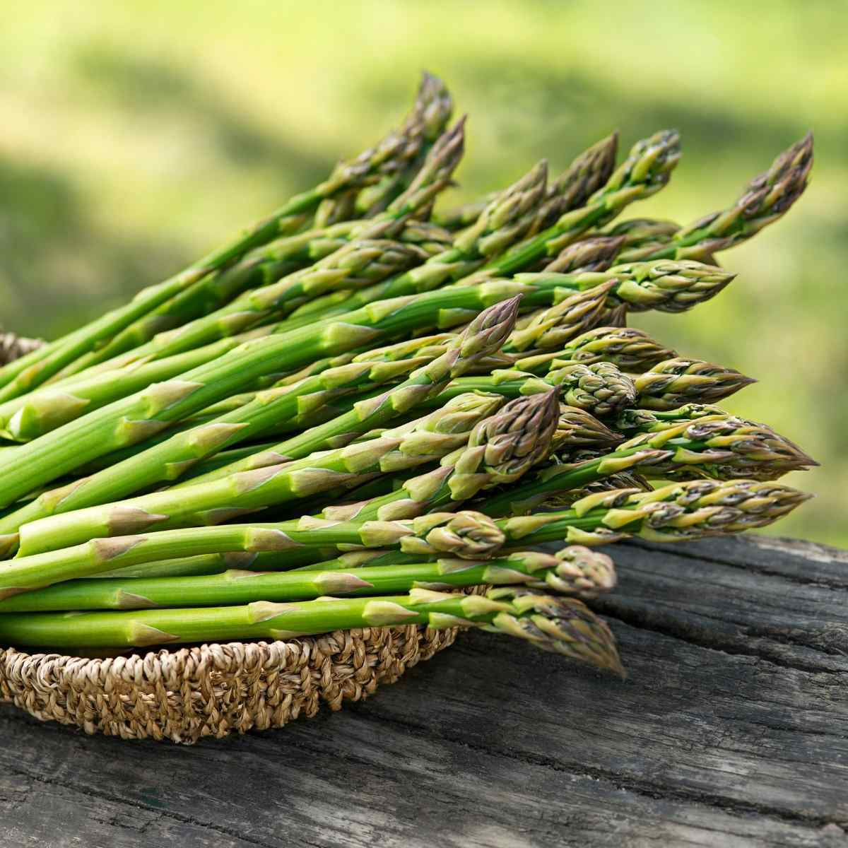 Organic Asparagus 'Mary Washington' Seeds - Non-GMO, Heirloom Variety for Home Garden Planting | Fresh, Tender Spears for Cooking, Grilling & Healthy Recipes