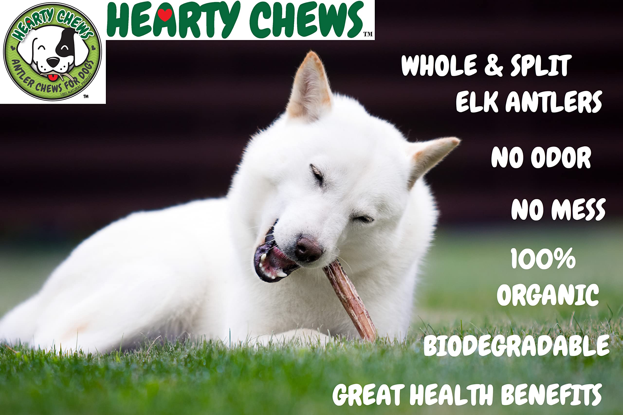 Premium Grade A Elk Antler Chews for Dogs - 100% Organic & Natural Dog Treat - Long-Lasting Dental Chew for Puppies & Adult Dogs - Medium Split (5-6 Inches) - Perfect for Teething Relief & Dental Health