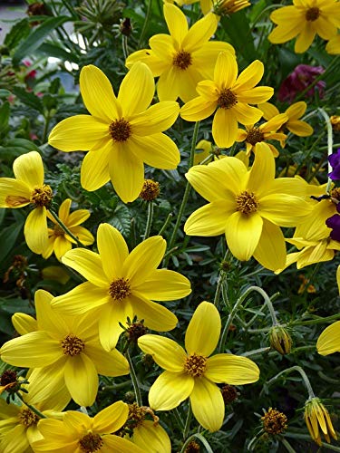 20x30 Inch Laminated Poster of Yellow Flowering Balcony Plants - Vibrant Colors & High-Quality Print - Perfect for Home Decor, Office Wall Art & Gift Giving