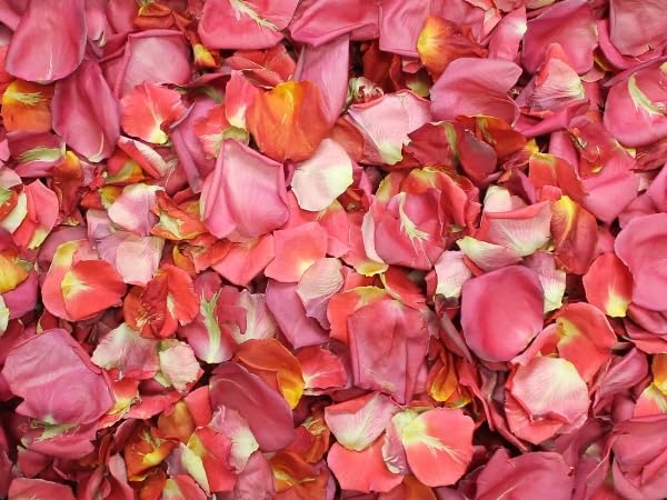 Pink & Orange