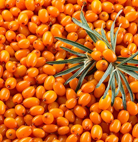 Organic Sea Buckthorn Fruit Oil - 1 fl oz (30ml) Cold Pressed, Pure & Natural for Skin & Hair Care - Anti-Aging, Moisturizing & Healing - Perfect for Face Serums, DIY Beauty & Aromatherapy