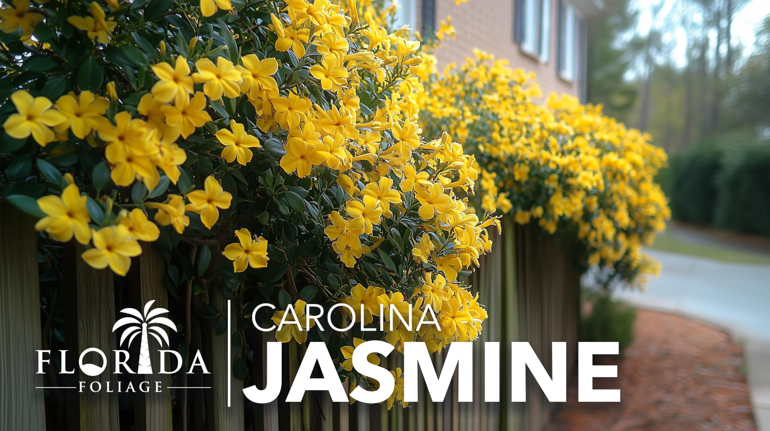 Carolina Jasmine 30 Live Plants - Gelsemium Sempervirens Fast Growing Flowering Vine for Trellis, Fence & Garden - Climbing Landscape Plants for Outdoor Decor & Privacy Screening
