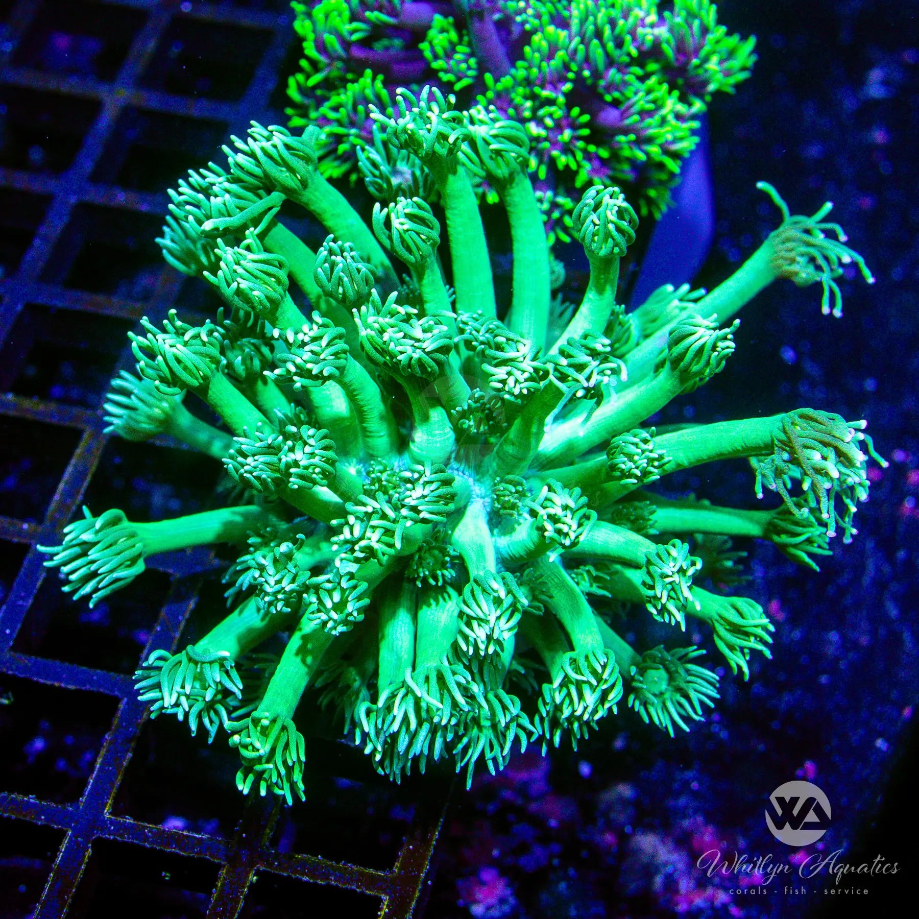 Green Lantern Goni Coral - Premium WYSIWYG Live Coral for Saltwater Aquariums | Perfect for Reef Tanks & Marine Displays