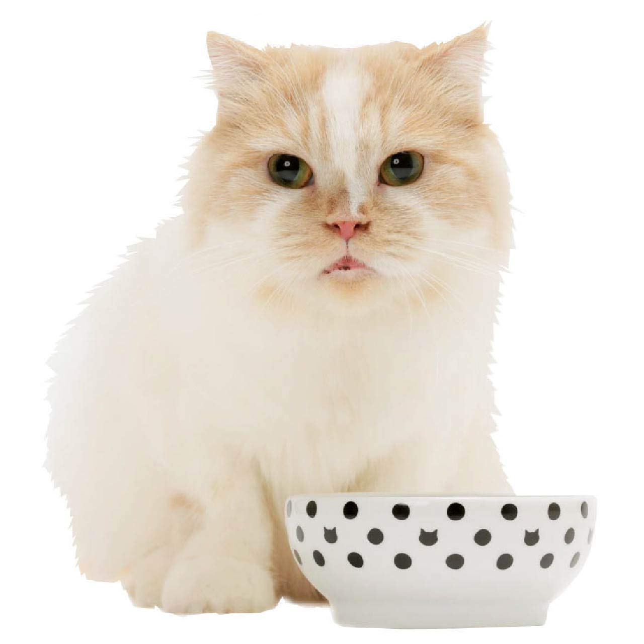 Necoichi Ceramic Cat Bowls for Indoor Cats - Whisker-Friendly Anti-Spill Cat Food & Water Bowl Set, Cute Dots Design Pet Dishes for Kittens & Small Pets - Perfect for Stress-Free Feeding at Home