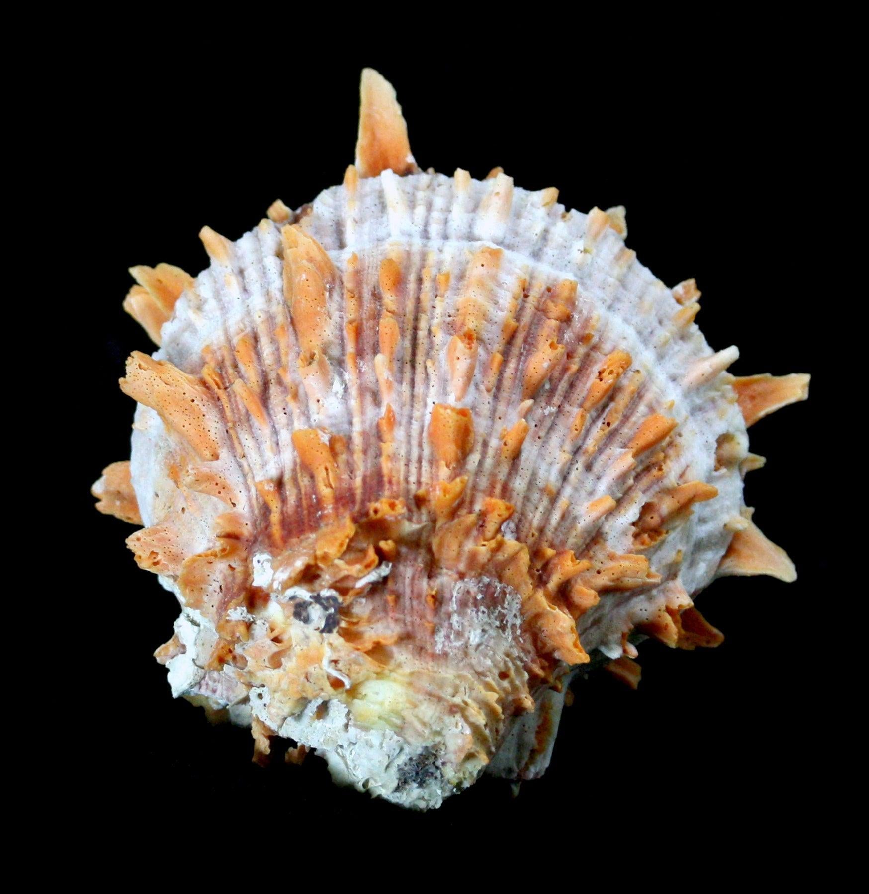 Pacific Spiny Oyster Shells for Jewelry Making - Natural Pearly Shell Beads for DIY Crafts, Necklaces & Earrings - Perfect for Beach-Themed Jewelry and Boho Fashion Accessories