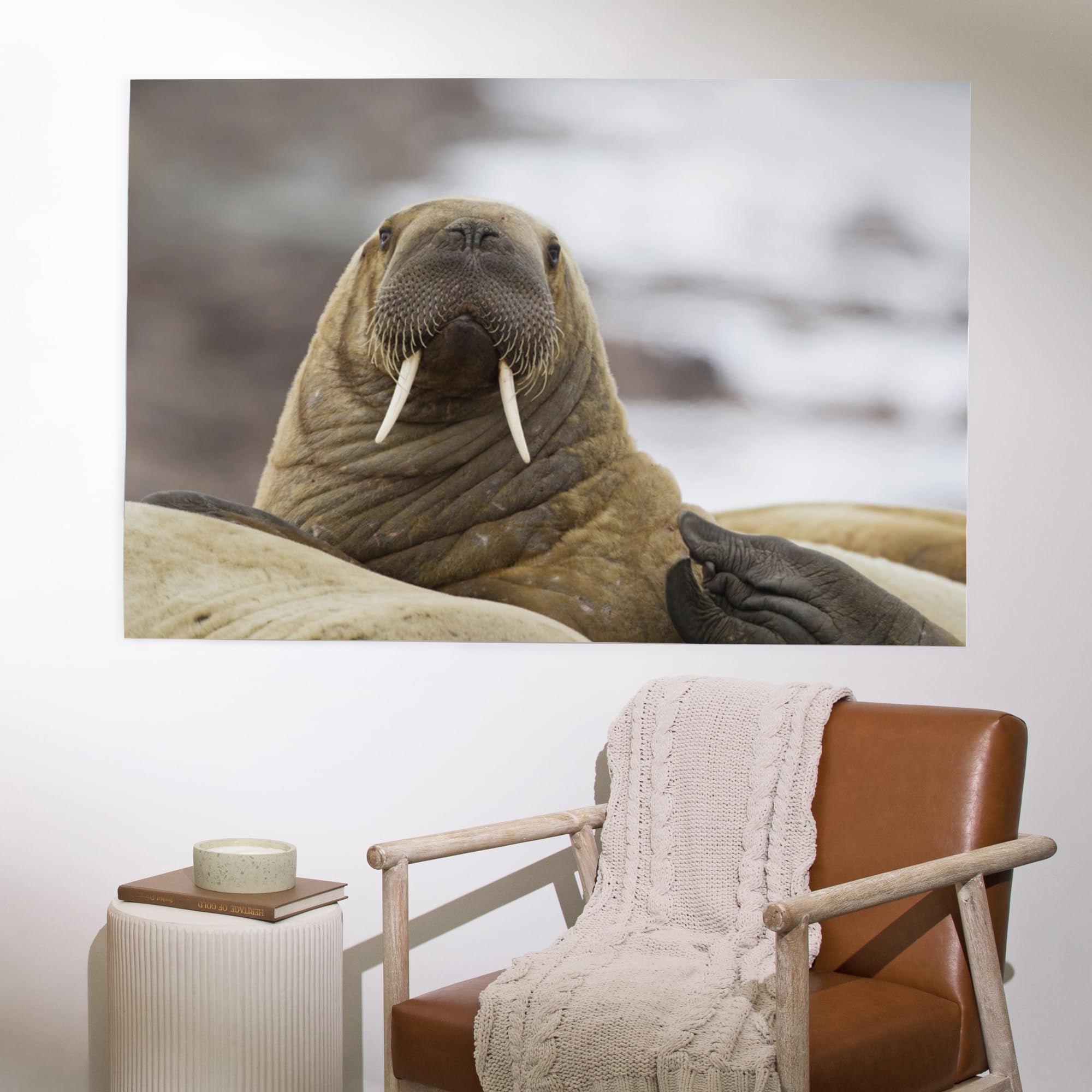 Lantern Press 36x54 Inch Giclee Art Print - Premium Walrus Wall Decor for Living Room, Bedroom & Office - Museum Quality Wildlife Artwork