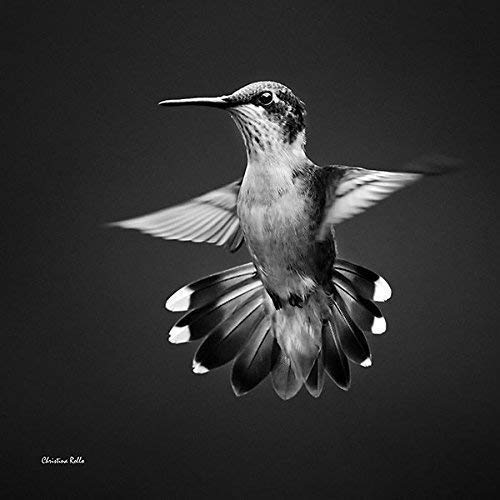 Black and White Hummingbird Print - Fine Art Nature Photography Bird Wall Decor for Living Room, Bedroom & Office - Stunning Avian Wall Art for Home & Office Decoration
