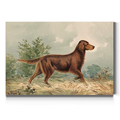 Irish Setter I
