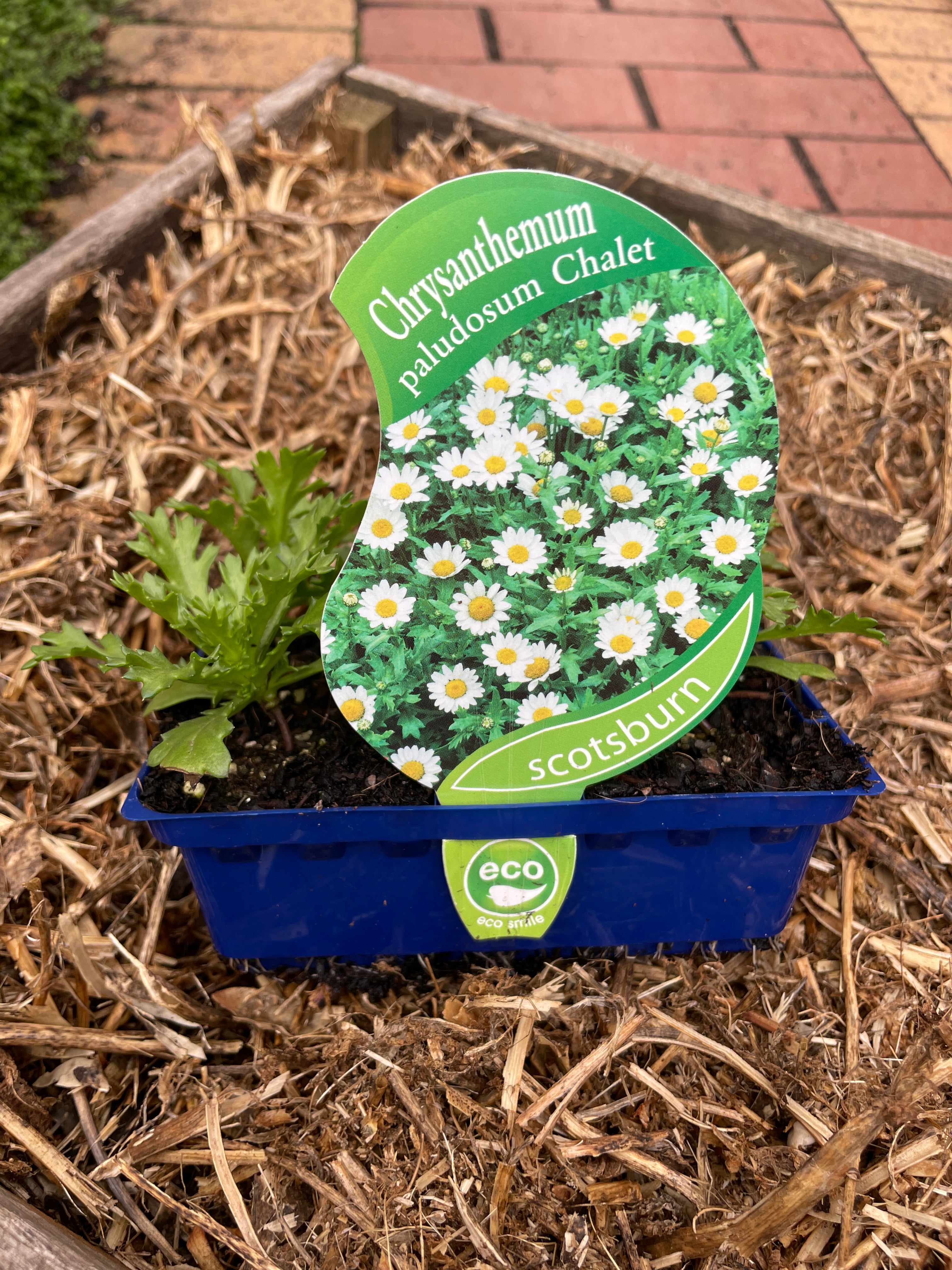 Chrysanthemum 'Chalet' - Premium Hardy Garden Mums for Fall Landscaping, Outdoor Decor & Container Gardening