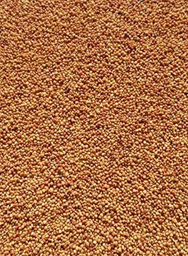 Premium Honey Bee Forage Seeds - 100 Count for Beekeeping & Pollinator Gardens | Boost Honey Production with High-Quality Plant Seeds for Bees