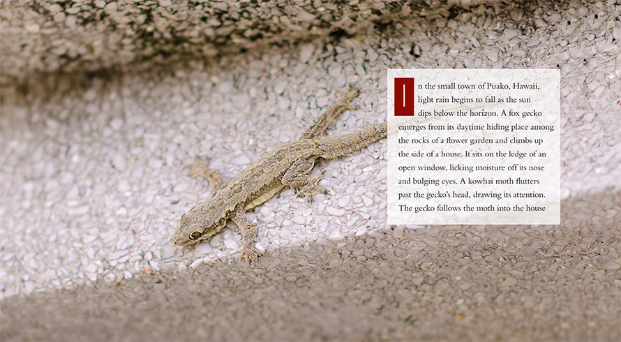 Geckos Book - ISBN 9781608184170 - Perfect for Reptile Lovers & Science Education