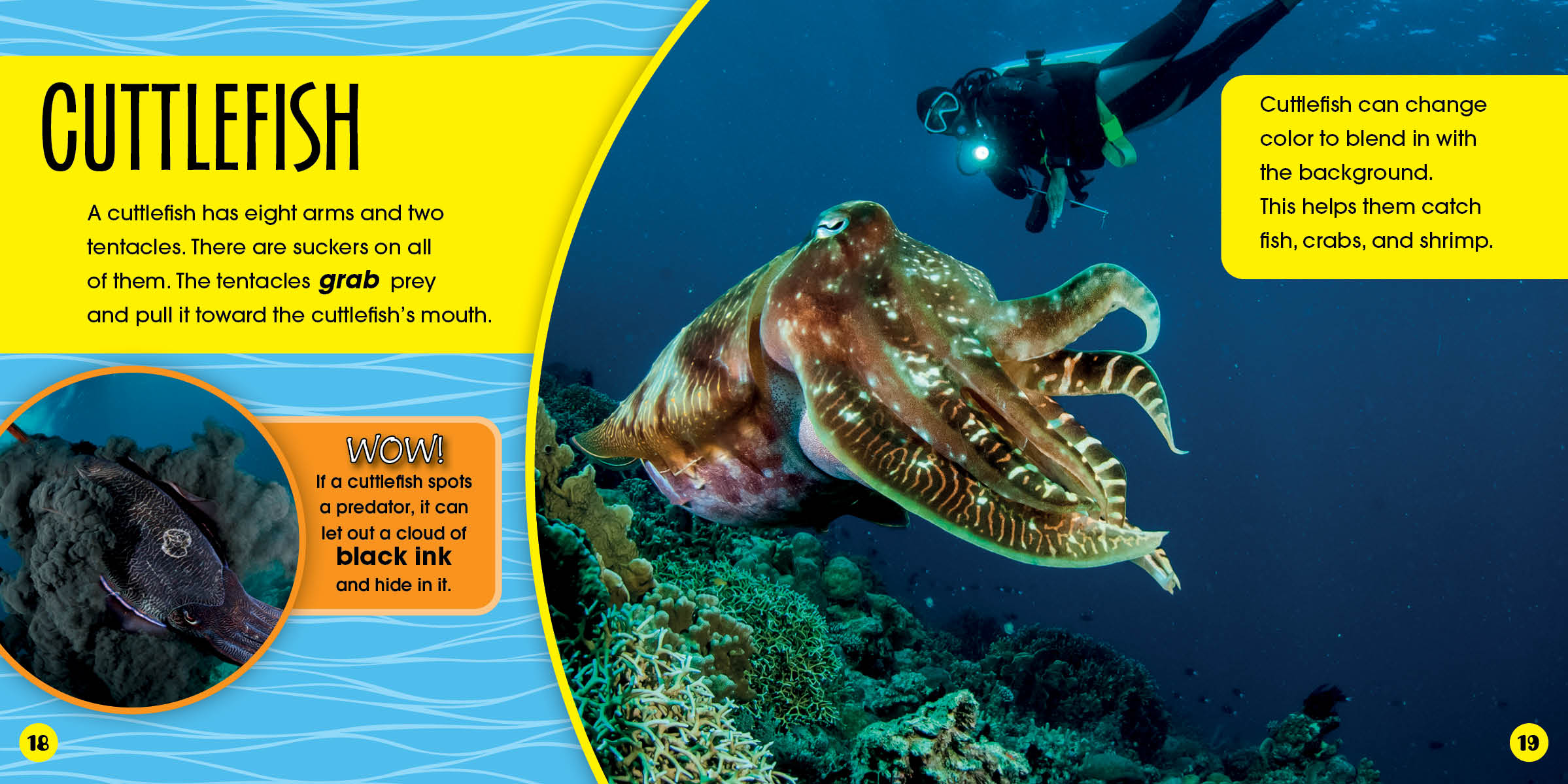 Deep Sea Creatures - Who Lives Here? Explore Ocean Wildlife for Kids & Marine Life Enthusiasts | Perfect for Educational Play & Aquarium Lovers