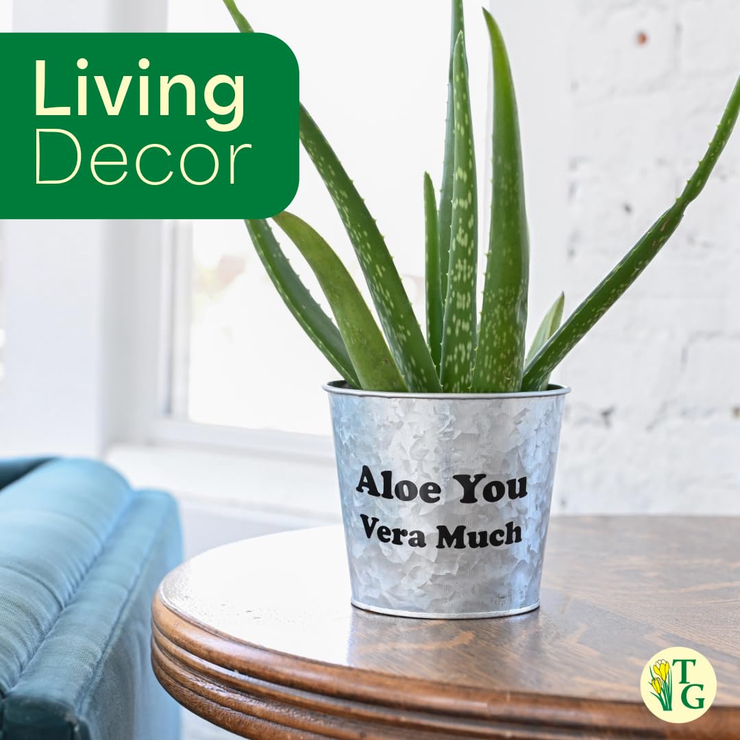 Organic Aloe Vera Live Plant - Aloe Barbadensis, Easy to Grow Succulent Indoor Houseplant with 4