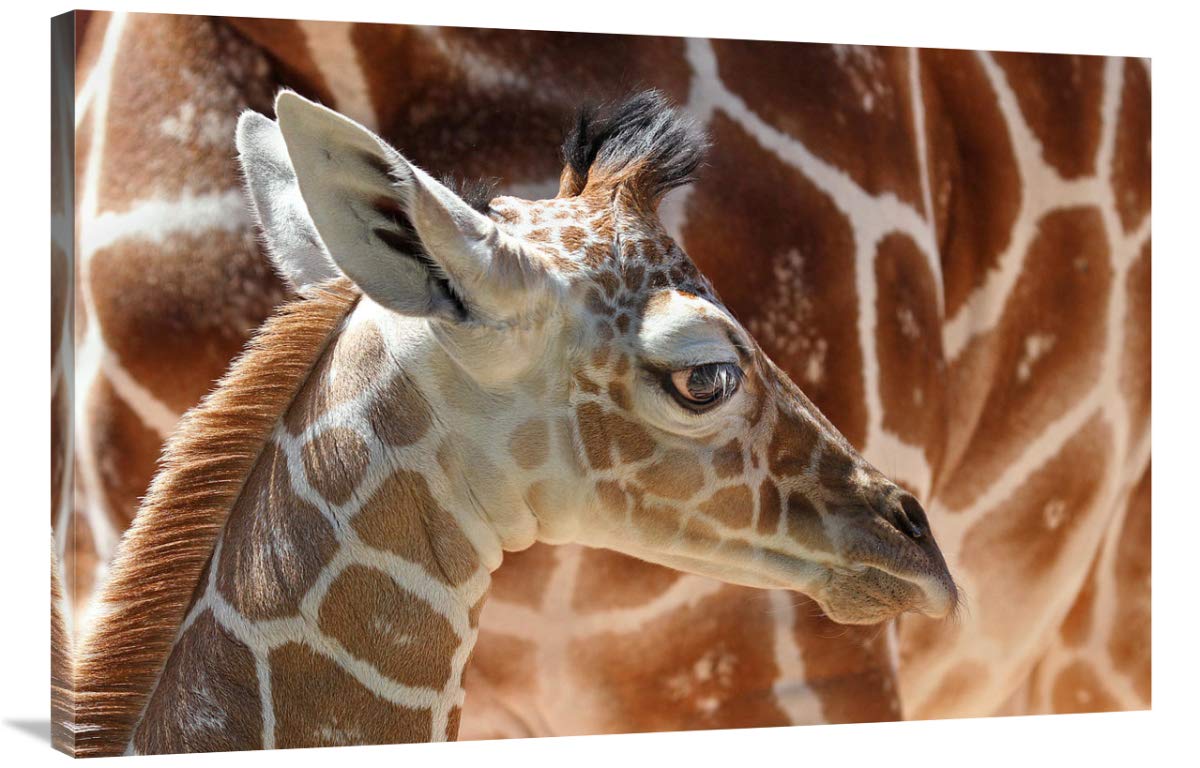 40 Inch Baby Giraffe Wall Art Print by Vic Schendel - Nursery Decor, Kids Room Decoration, Animal Themed Home Decor