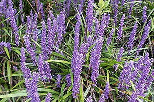 Big Blue Liriope Muscari Plants - 2 Pack Gallon Size | Low Maintenance Drought Tolerant Evergreen Ground Cover | Perfect for Borders, Landscaping & Container Gardens