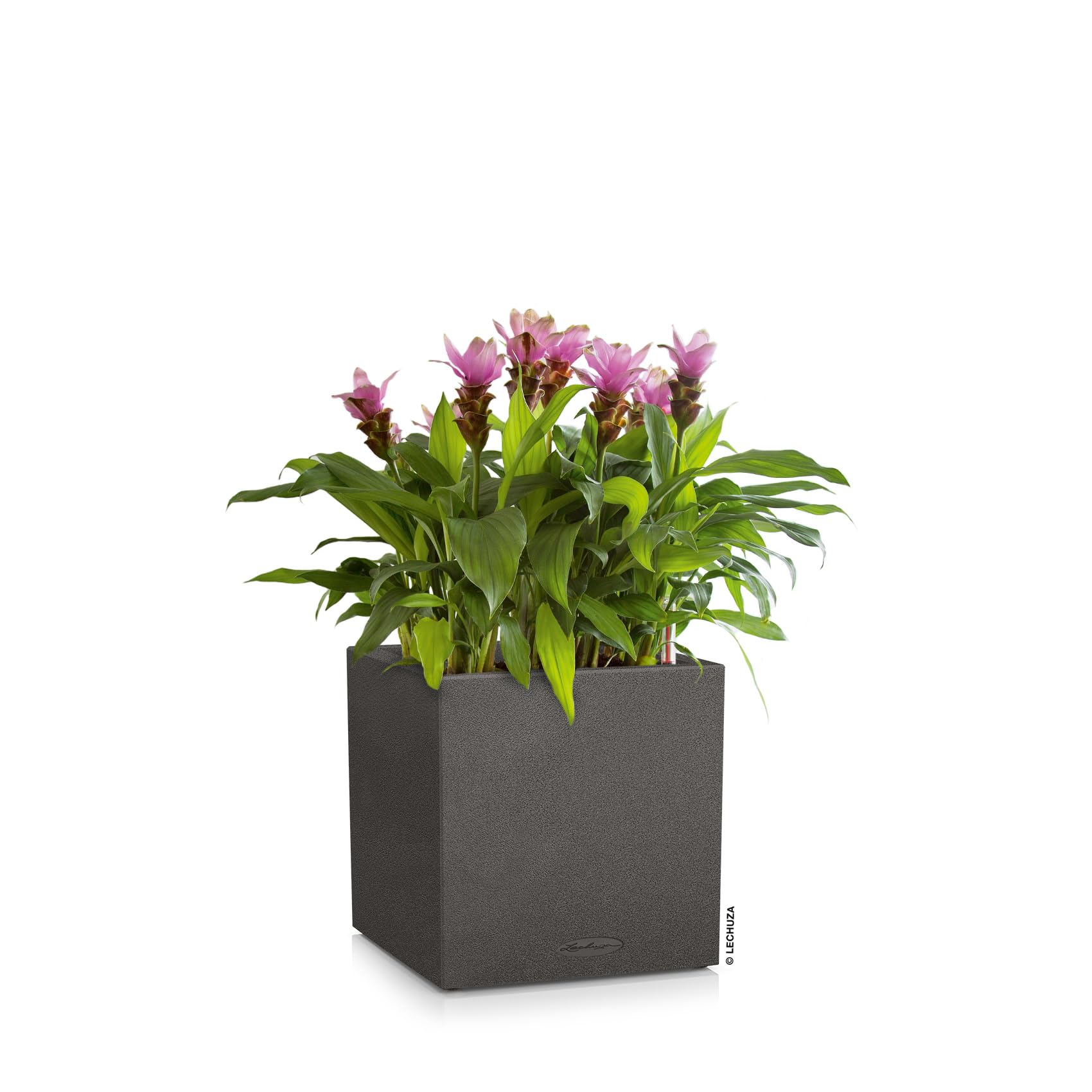 Lechuza 13702 Canto 30 Square Self-Watering Planter - Graphite Black Indoor/Outdoor Garden Pot for Plants, Flowers & Herbs - Perfect for Patio, Balcony & Home Decor