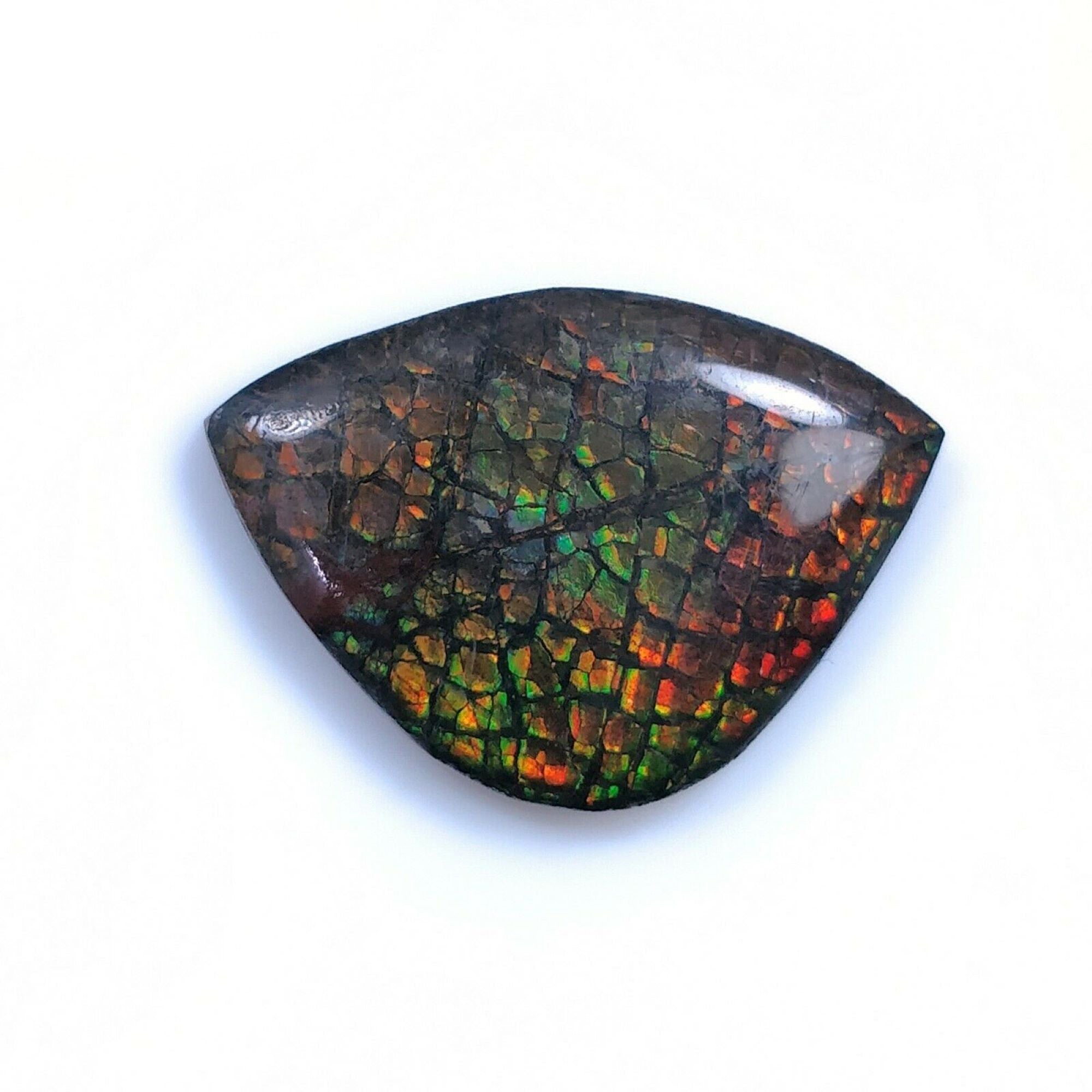 Natural AMMOLITE Gemstone Cabochon - Bi-Color Fossilized Shell, 17.5x25mm & 22x16mm Uneven Shape for Jewelry Making, Collectors & Healing Crystals