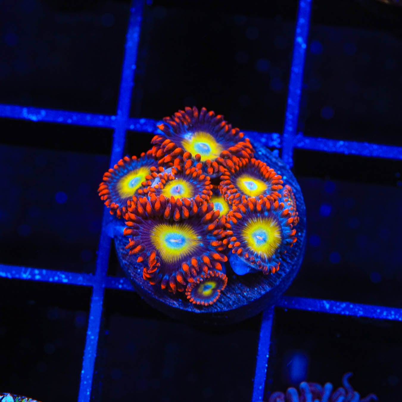 Premium Circus Freak Zoanthids Coral for Saltwater Aquariums – Vibrant Colors & Easy Care for Reef Tanks