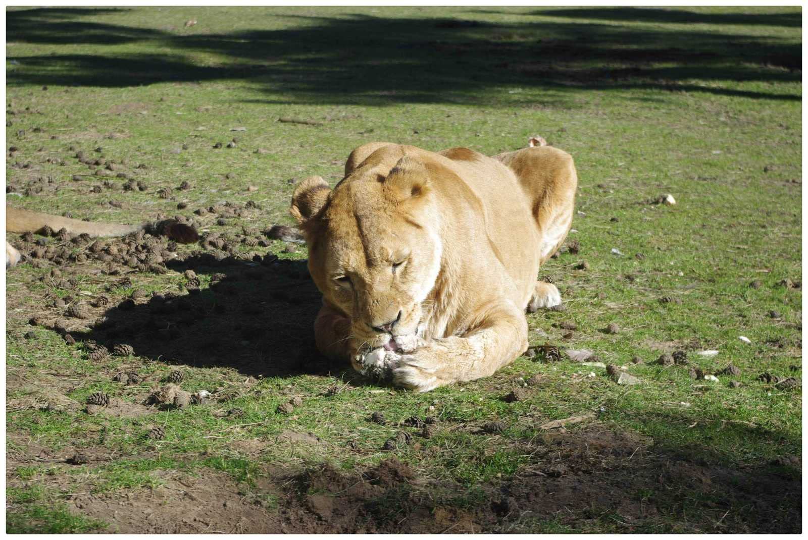 1000 Piece Jigsaw Puzzle for Adults - Handmade Art Deco Lion on Grass Wooden Puzzle - Perfect for Family Game Night, Stress Relief & Home Decor