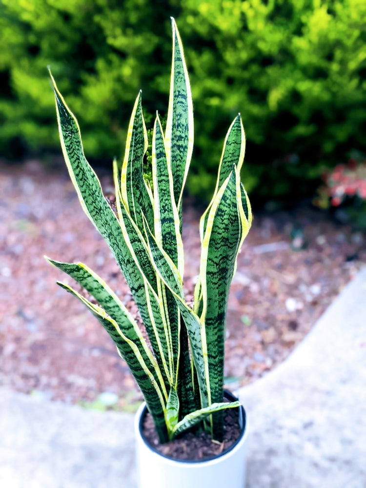Sansevieria Laurentii - Extra Tall & Large Snake Plant for Home & Office Decor | Air Purifying Indoor Houseplant for Living Room, Bedroom, or Workspace