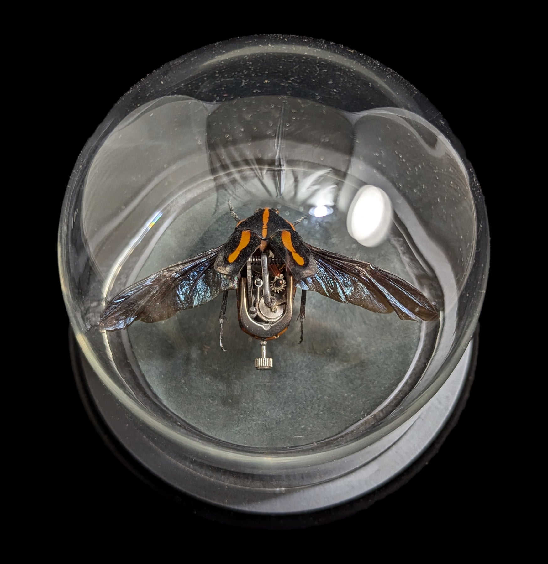 Clockwork Cetonidae: Clerota Rigifica - Premium Mechanical Insect Model for Collectors & Science Enthusiasts | Perfect for Home Decor, Educational Displays & Unique Gifts