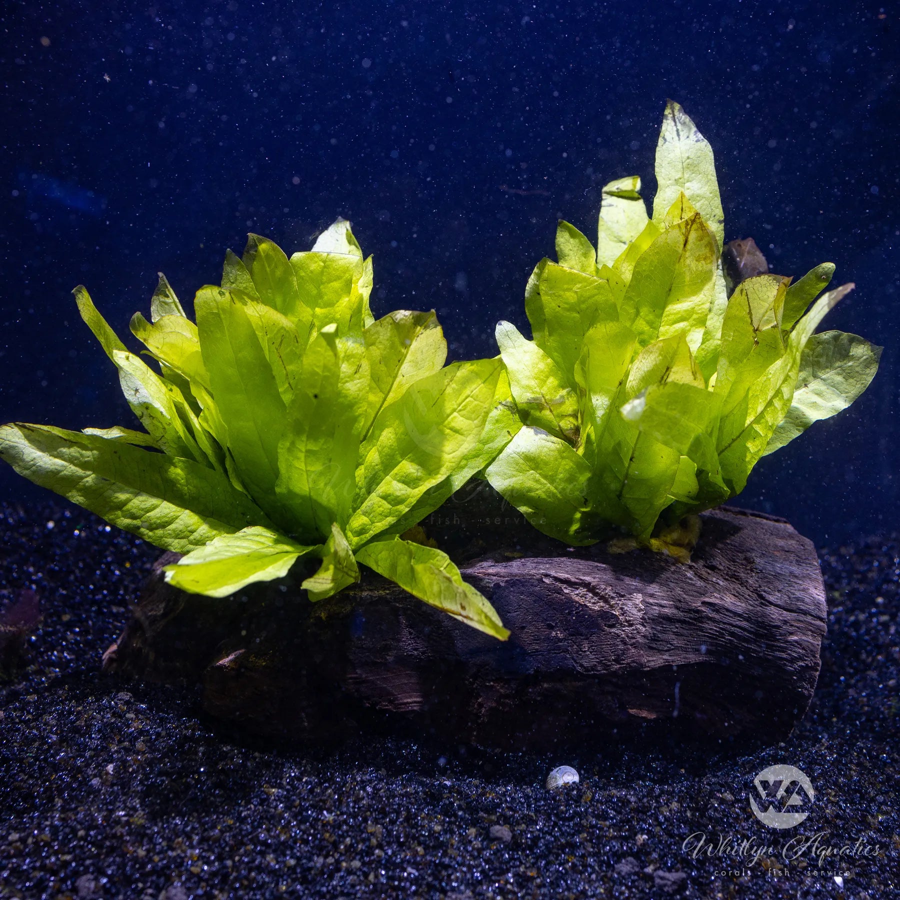 Java Fern on Pterocarpus Wood - Microsorum Pteropus 7 Inch Live Aquarium Plant for Fish Tank Decoration | Perfect for Freshwater Aquascaping & Shrimp Tanks