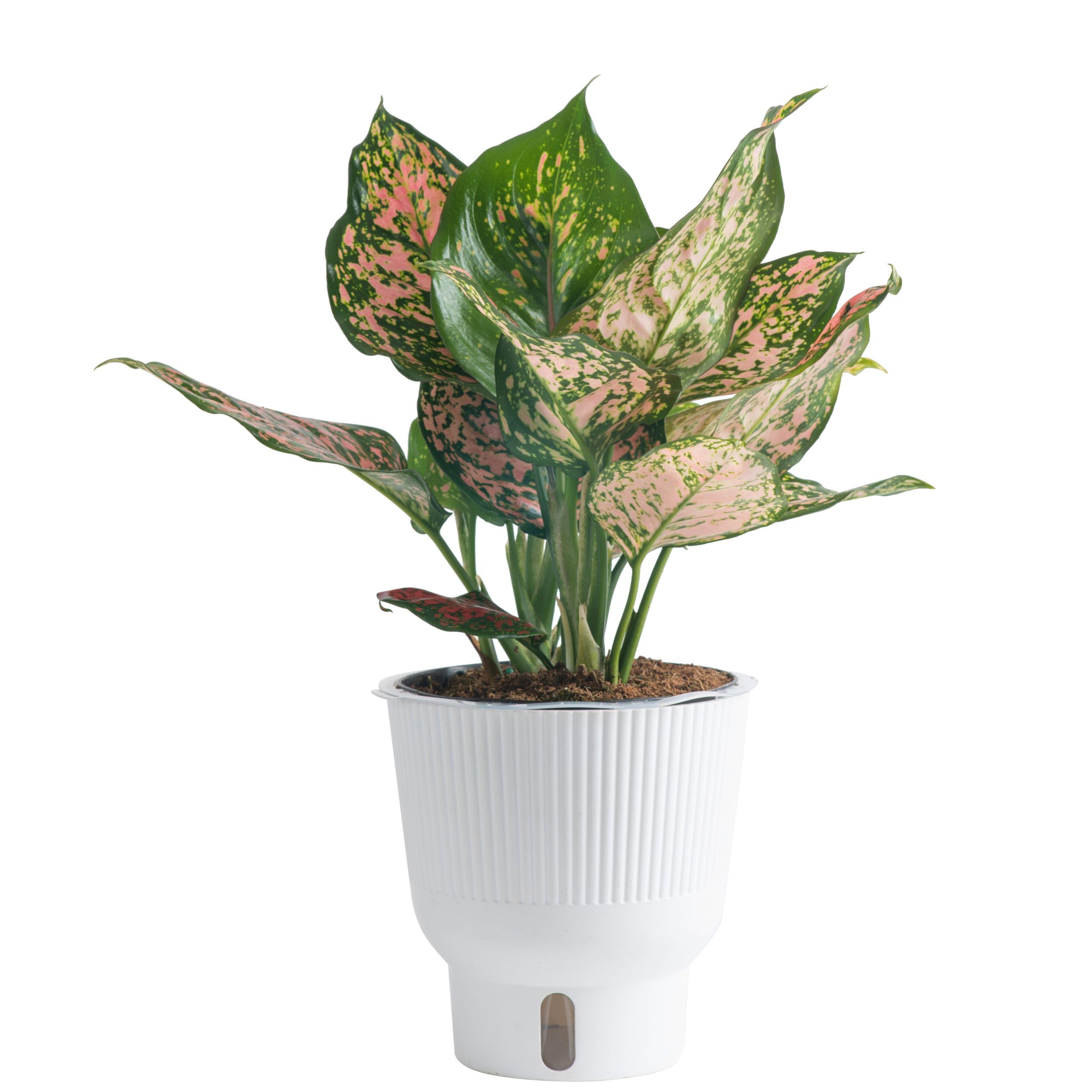Trending Tropicals Aglaonema Live Indoor Plant by Costa Farms - 1 Foot Tall Self-Watering Decor Plant Pot for Home, Office & Gift - Perfect for Low Light Spaces & Air Purification