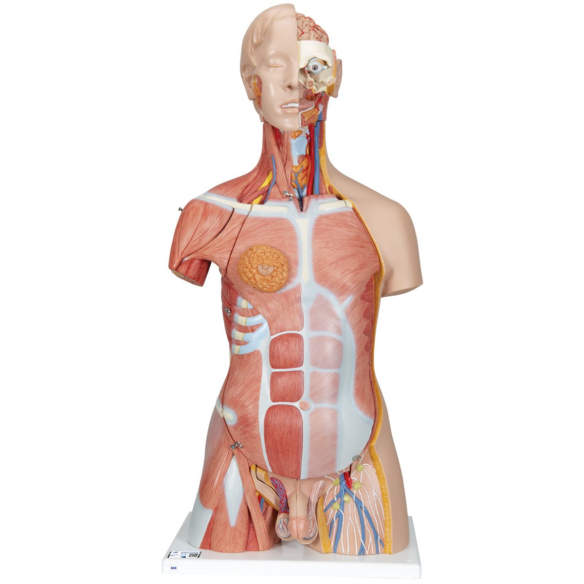 Premium Dual-Gender Anatomical Muscle Torso Model - 31-Part Detachable Human Body Anatomy for Medical Students & Artists | Ideal for Classroom Demonstrations, Art Studies & Medical Training