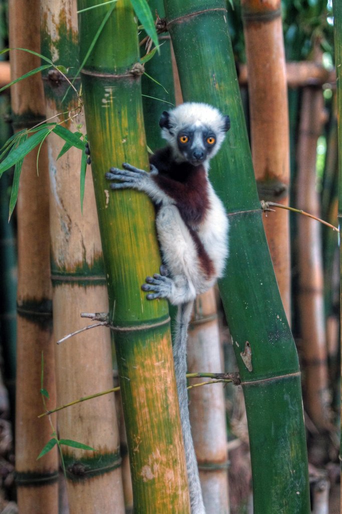 Madagascar Sifaka Baby Lemur in Bamboo Tree - Primate Wall Art Poster, Monkey Decor Painting for Living Room & Bathroom - Tropical Animal Print 12x18 - Perfect for Jungle Theme Nursery, Zoo Lover Gift & Wildlife Enthusiast Home Decor