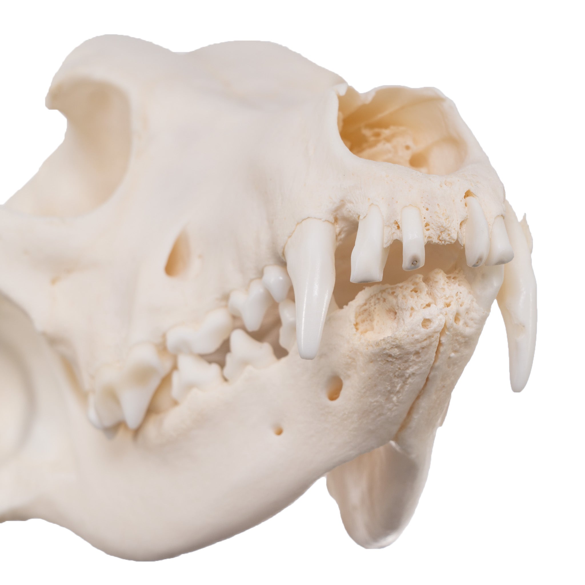 Real Domestic Dog Skull - Authentic Husky Skull with Detailed Pathology for Veterinary Study, Animal Anatomy Education & Taxidermy Display - Perfect for Classroom, Museum & Oddity Collections