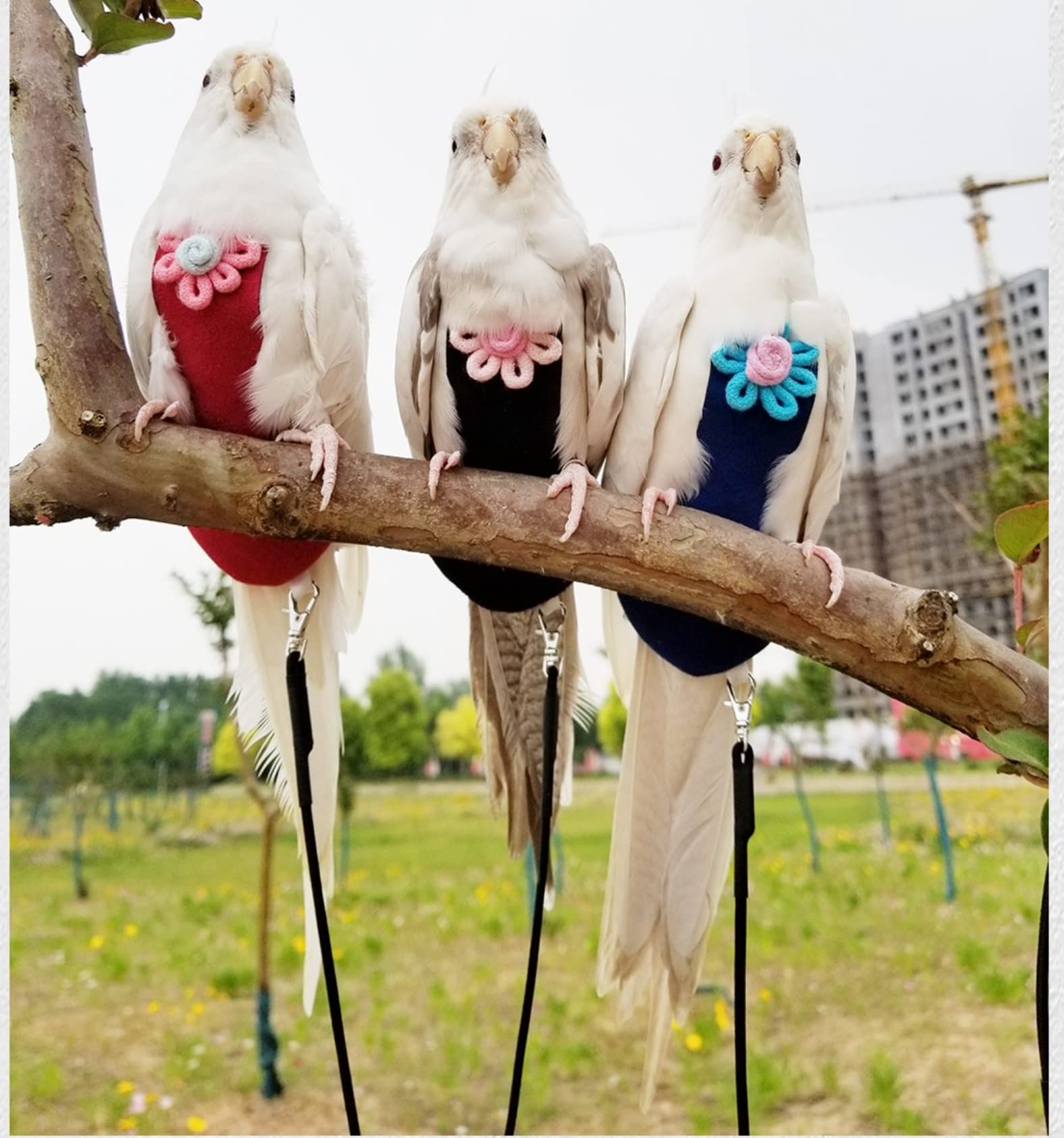 Parrot Diaper Harness Flight Suit with Leash for Cockatiels & Pet Birds - Medium Blue Bird Clothes for Training & Travel - Perfect for Outdoor Adventures & Home Playtime