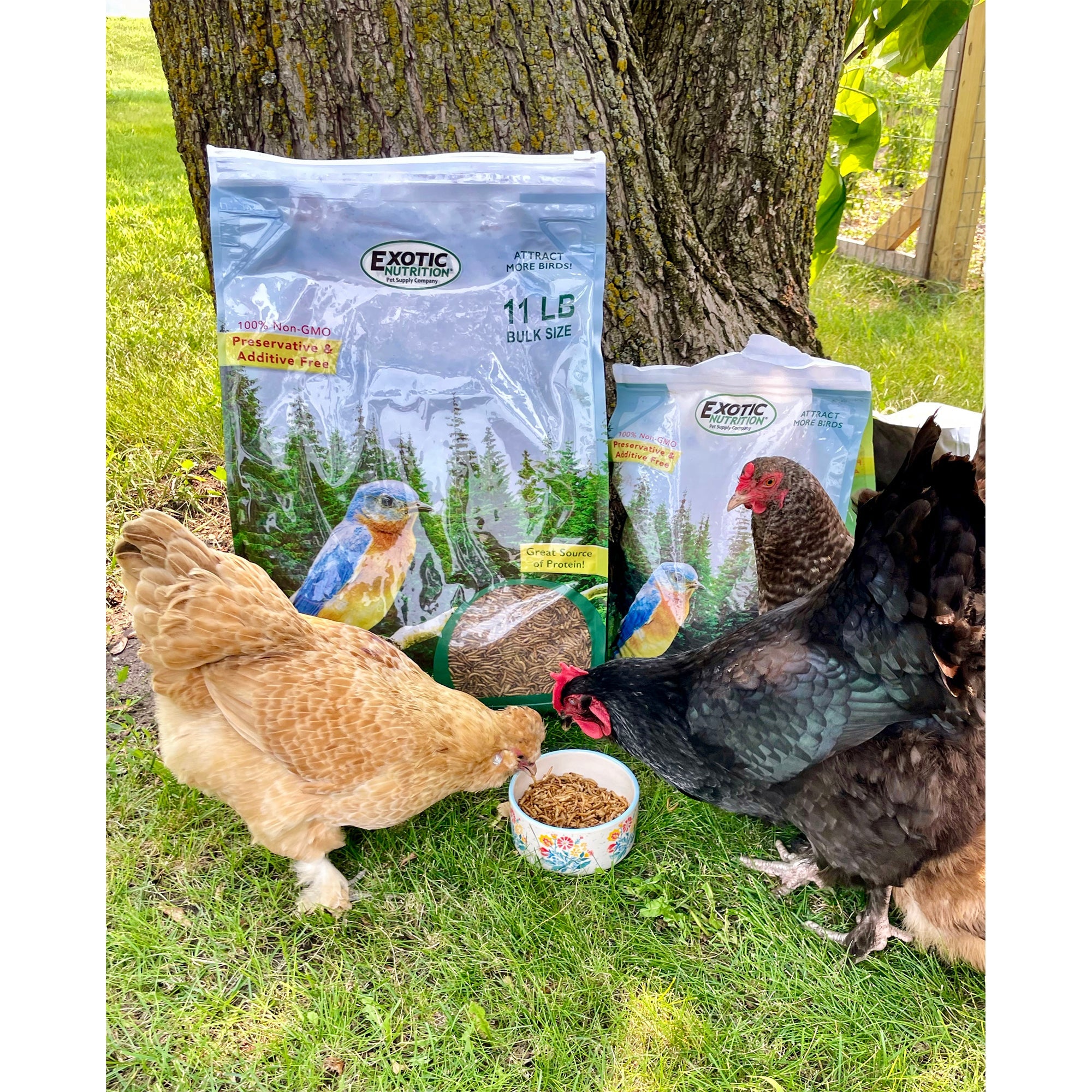 Ez Worms - Premium Live Fishing Bait for Bass, Trout & Panfish - Fresh & Nutritious Worms for Fishing Enthusiasts - Perfect for Freshwater & Saltwater Fishing Trips