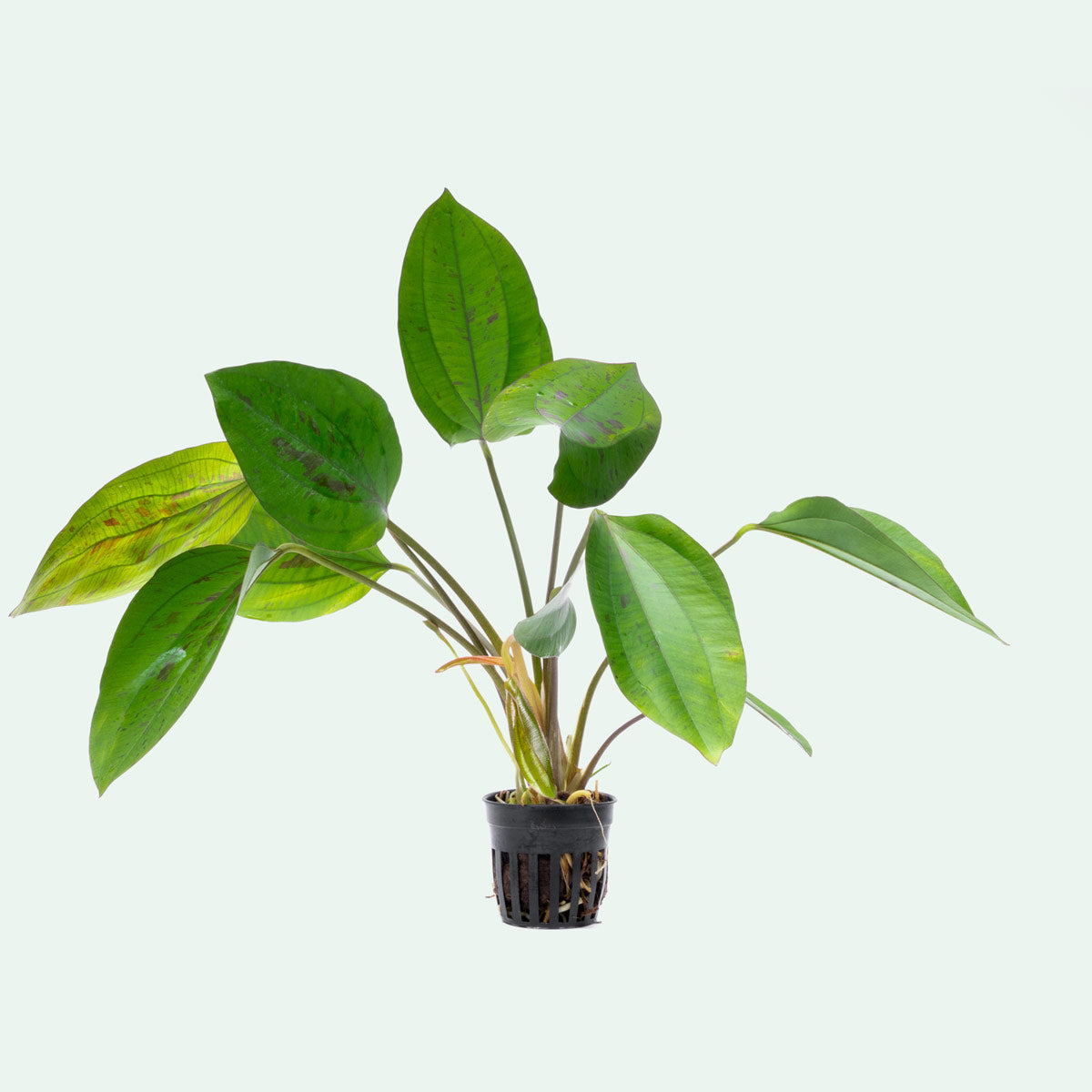 Echinodorus Cordifolius Hybrid - Live Aquatic Plant for Aquariums & Ponds | Easy Care Freshwater Plant for Fish Tanks, Water Gardens & Aquatic Landscaping