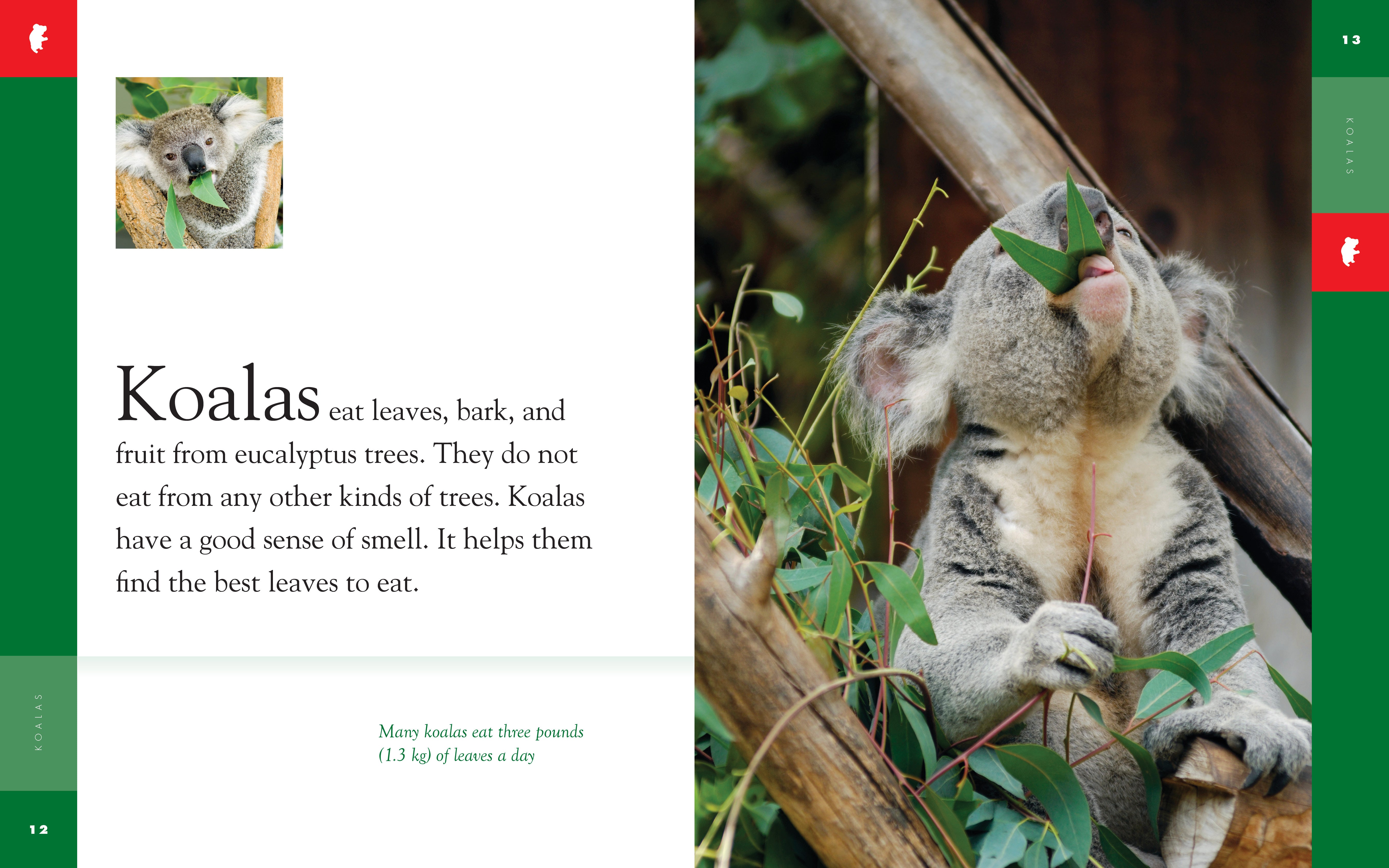 Amazing Animals (2014) - Koalas Documentary | Wildlife Nature Film | Perfect for Animal Lovers & Educational Screenings