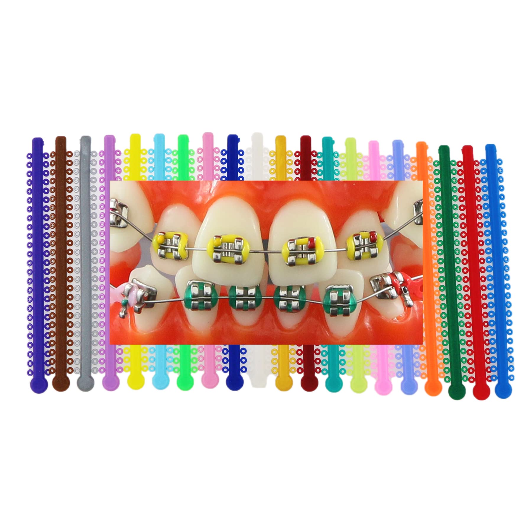 1000Pcs Dental Orthodontic Practice Teeth Model with Elastic Rubber Bands - Mixed Colors for Braces & Orthodontic Training - Perfect for Dentists, Students & DIY Teeth Alignment