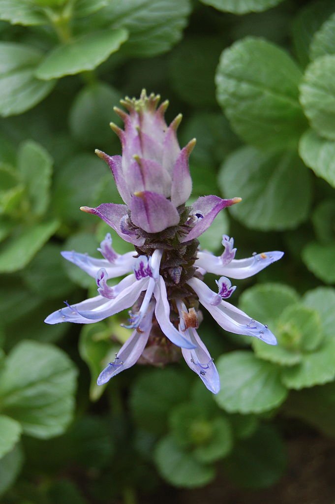 Scaredy Cat Plant (Plectranthus caninus) - 3 Live Starter Plants for Natural Pest Repellent | Perfect for Gardens, Patios & Indoor Spaces