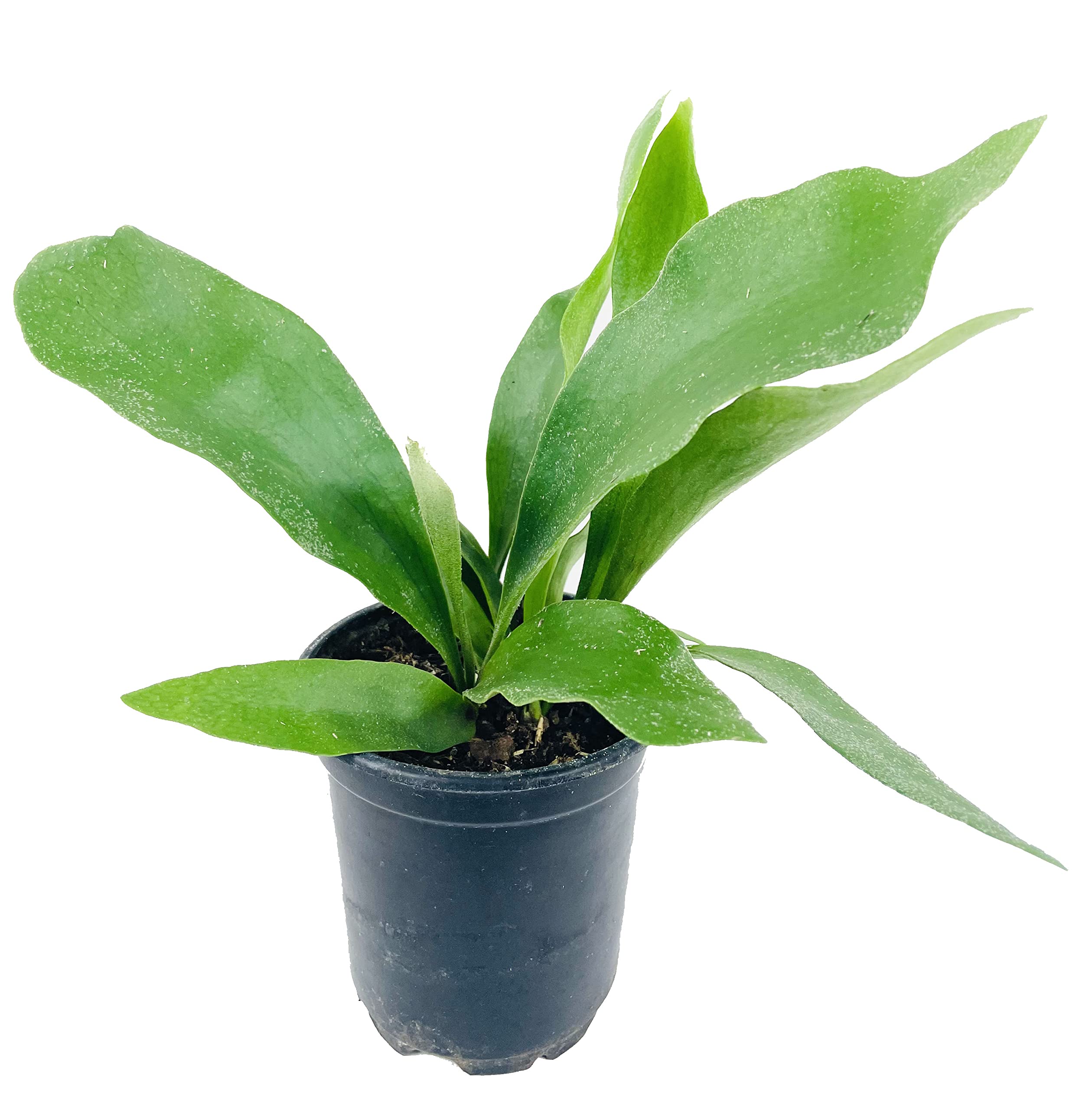 Platycerium Bifurcatum - 5 Live Staghorn Fern Plants in 4 Inch Pots - Rare Exotic Indoor/Outdoor Ferns from Florida - Perfect for Hanging Baskets, Wall Mounts & Tropical Gardens