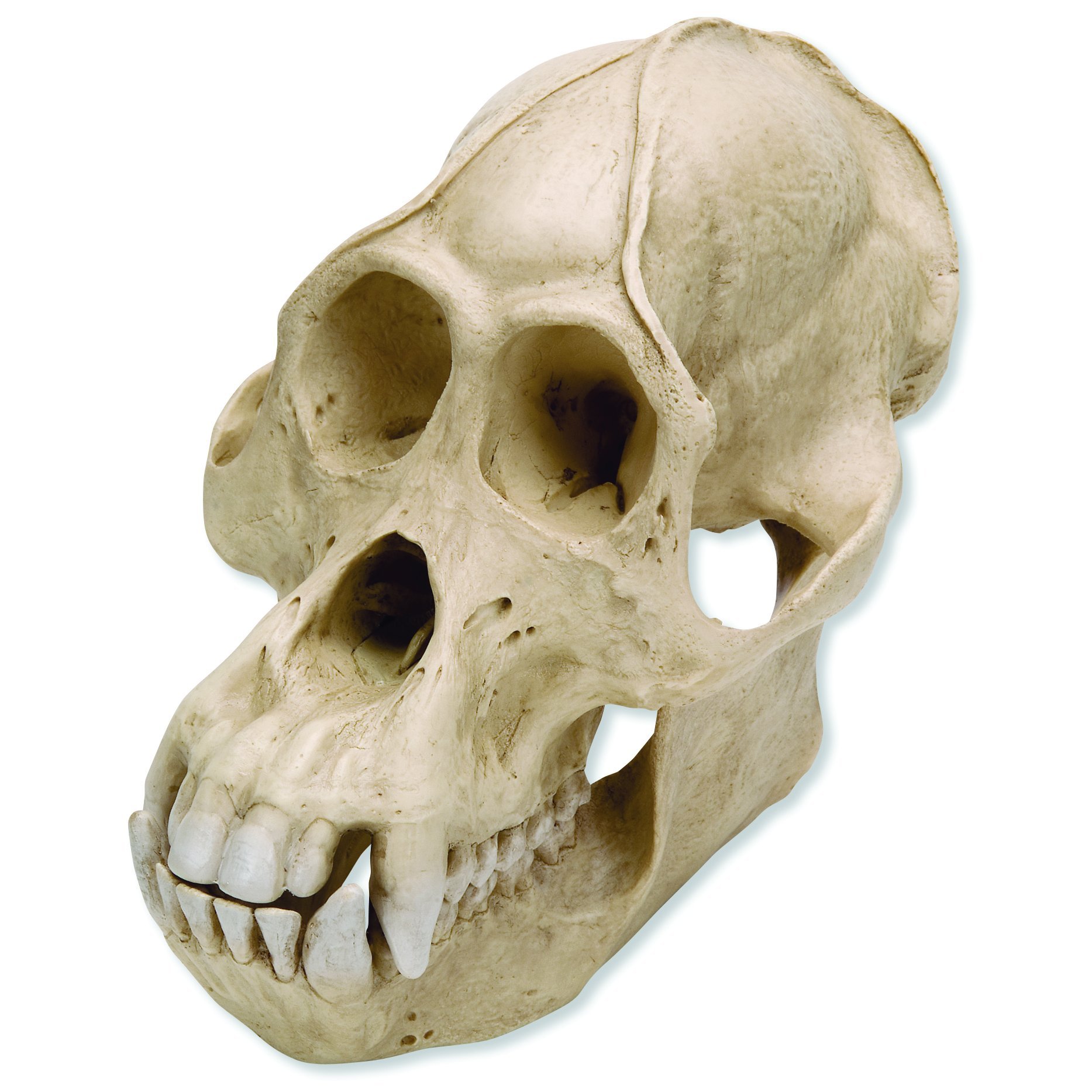 3B Scientific VP761/1 Male Orangutan Skull (Pongo Pygmaeus) - 8.7