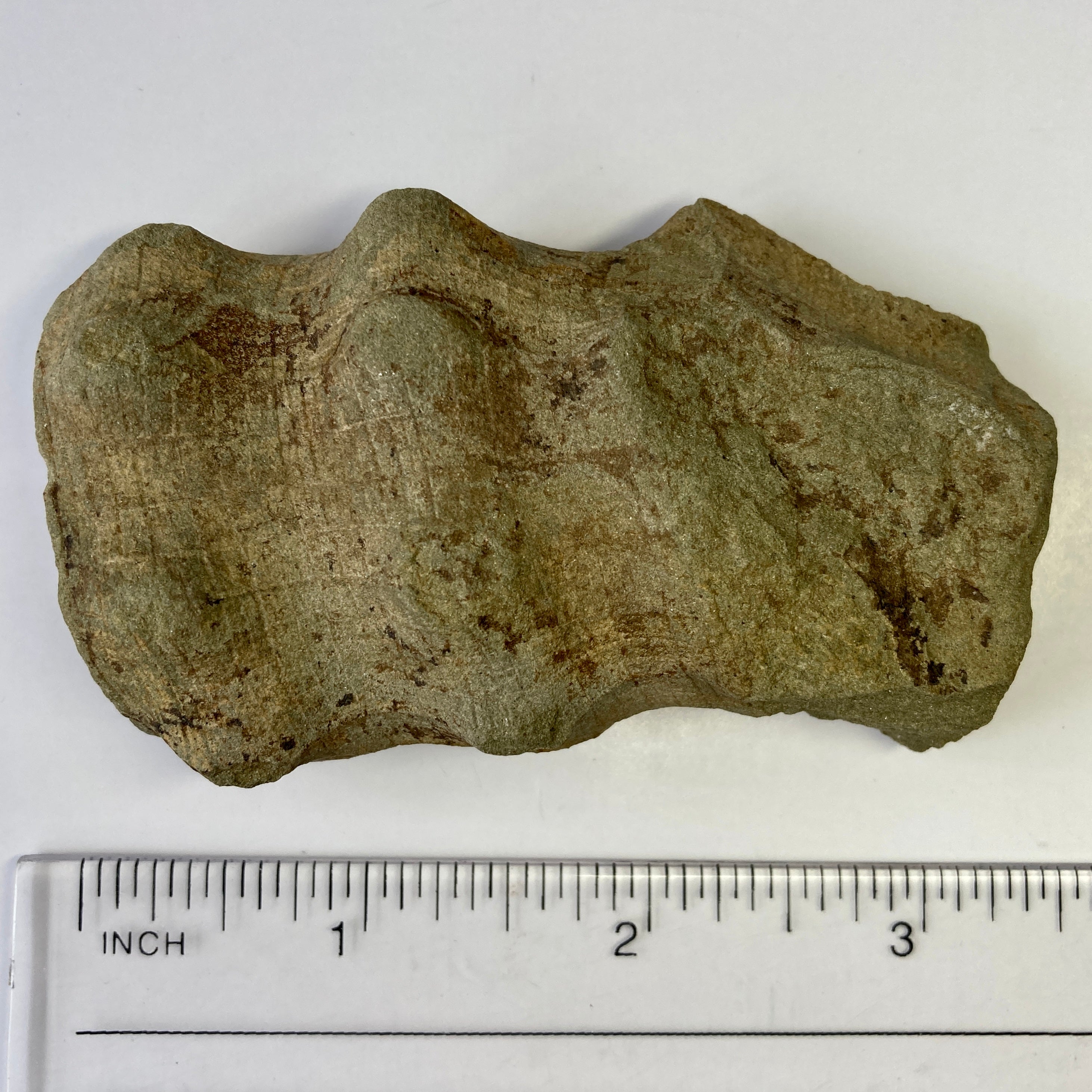 Rare Glass Sponge Fossil - Hydnoceras Specimen for Collectors, Home Decor & Science Education | Perfect for Display, Gifts & Classroom Use
