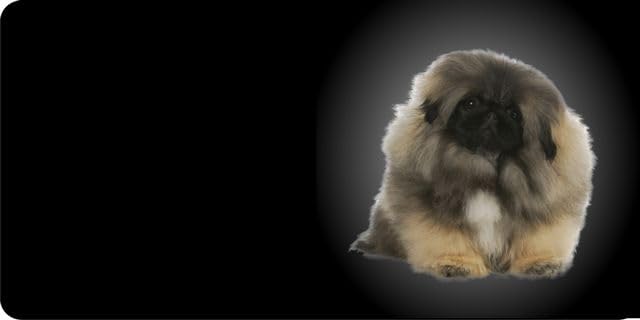 Personalized Pekinese Dog Photo License Plate - Custom Name & Design for Cars, Pets, and Gifts | Perfect for Pet Lovers & Car Enthusiasts
