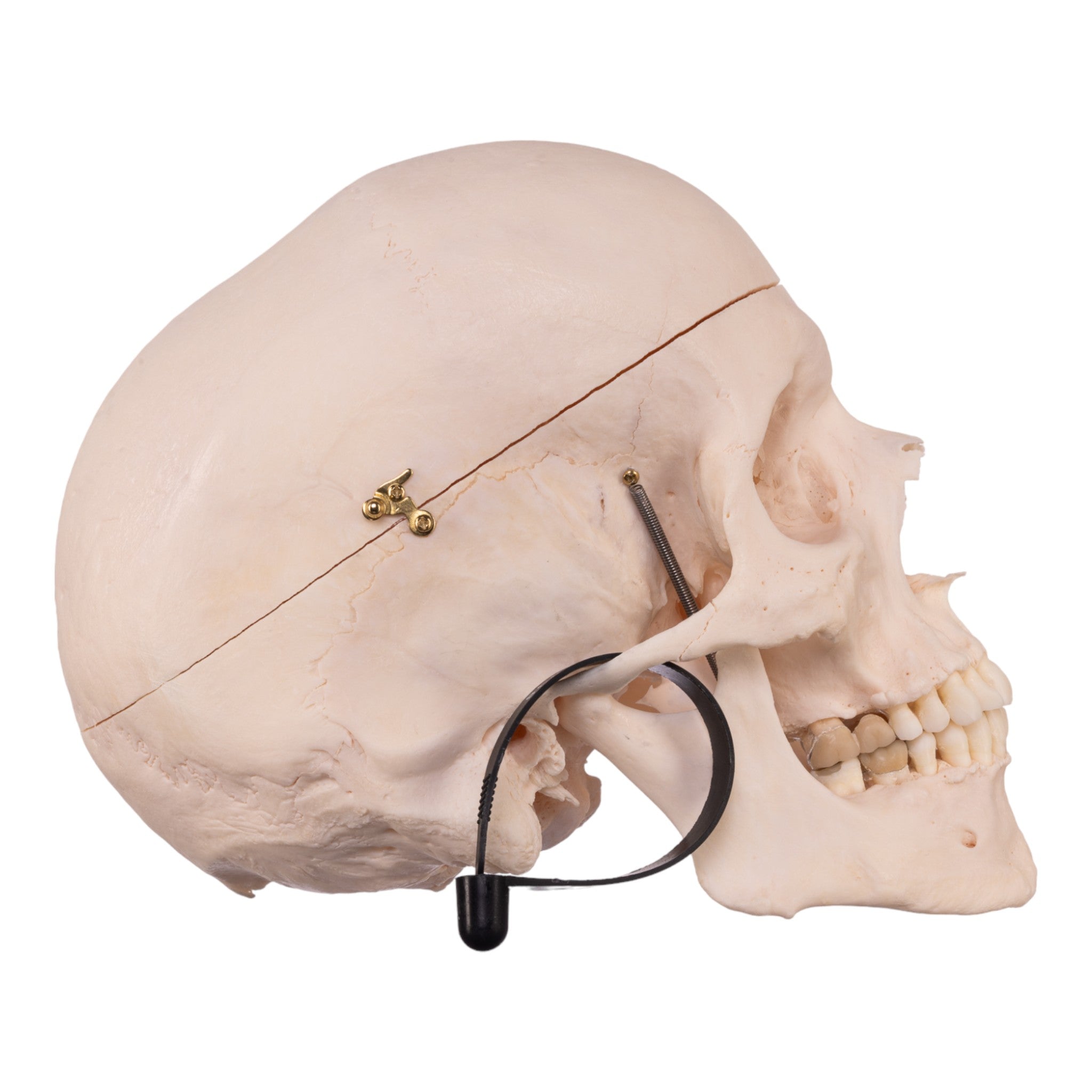 Premium Anatomical Human Skull Model - Accurate Medical & Educational Tool for Students, Doctors & Halloween Decor - Perfect for Classrooms, Labs & Spooky Home Decor