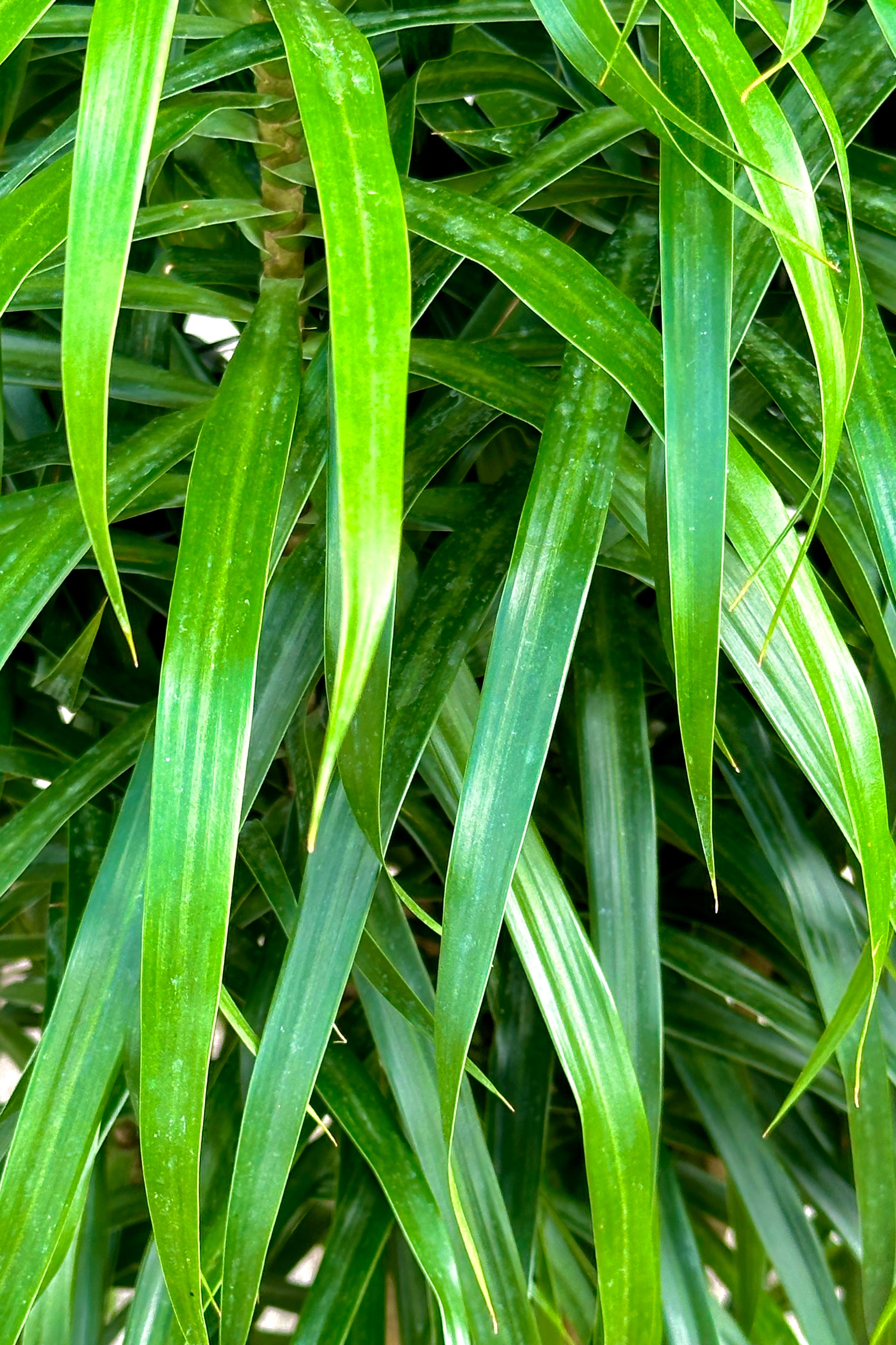 Dracaena 'Anita' Standard Indoor Plant - 10